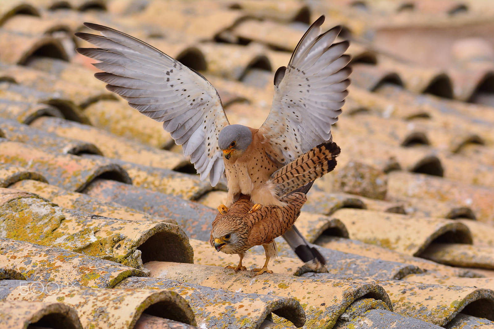 Nikon D7100 sample photo. Male and female of lesser kestrel. falco naumanni. photography
