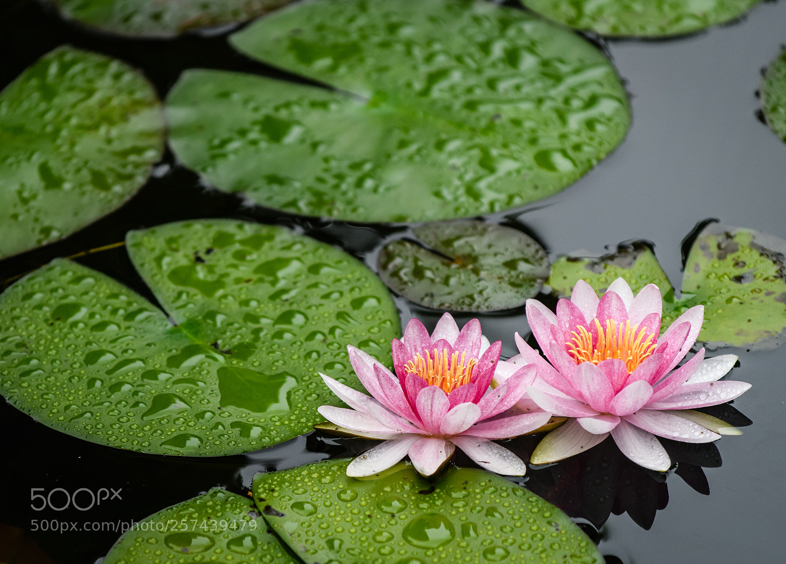 Nikon D850 sample photo. Water lily photography