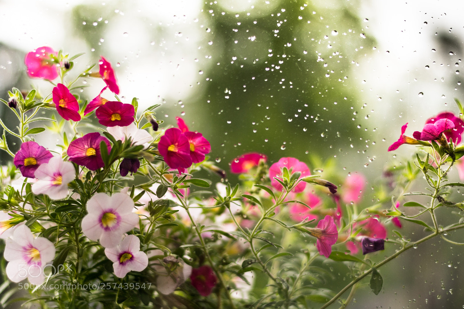 Nikon D5500 sample photo. Spring rain photography