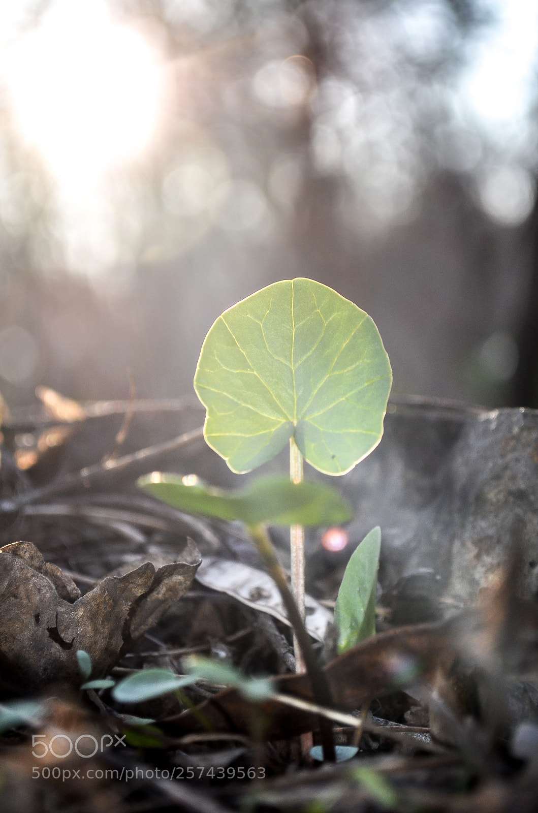 Nikon D5100 sample photo. Маленький крепыш | the little mighty photography