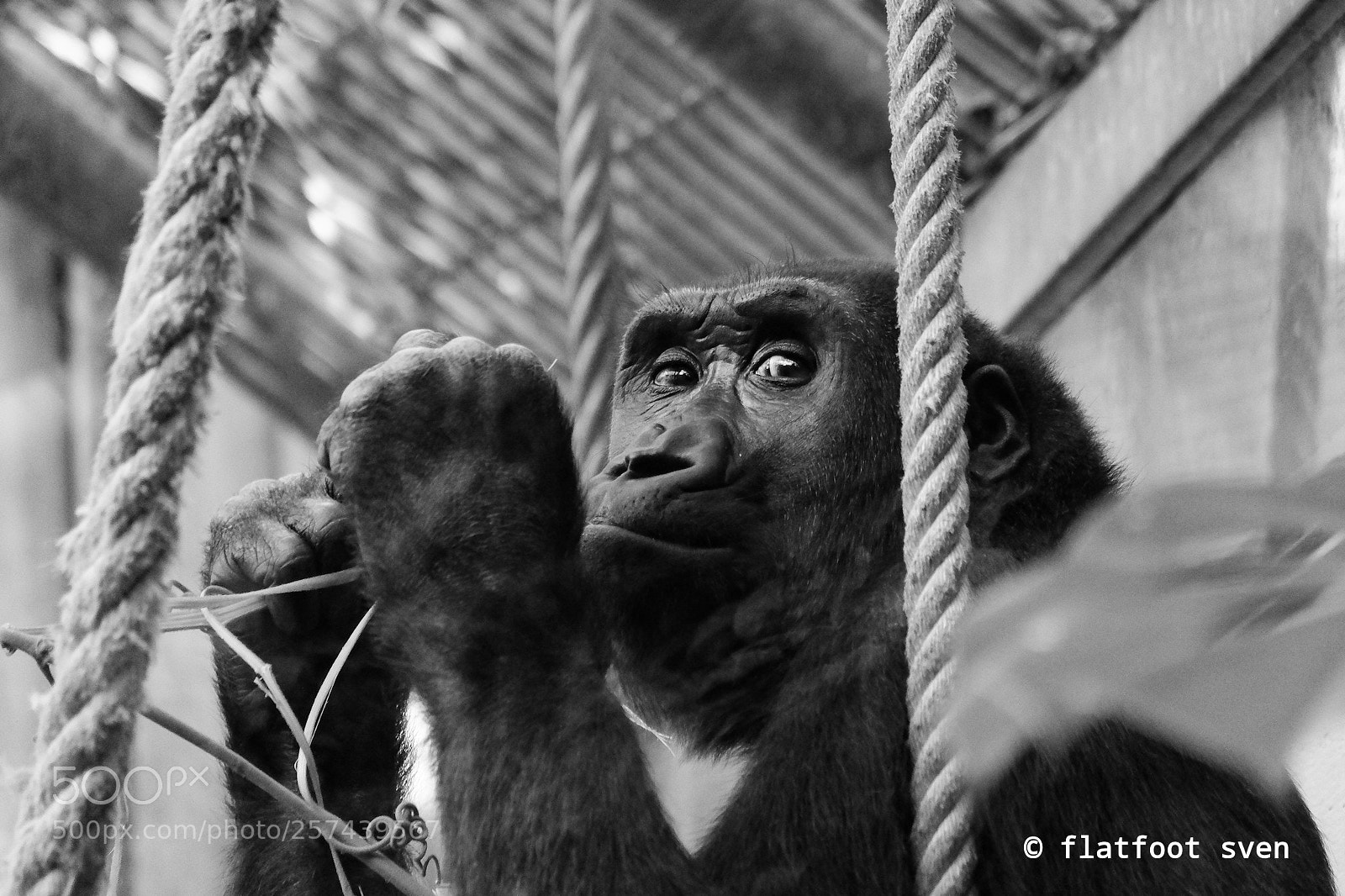 Fujifilm X-E2 sample photo. Gorilla photography
