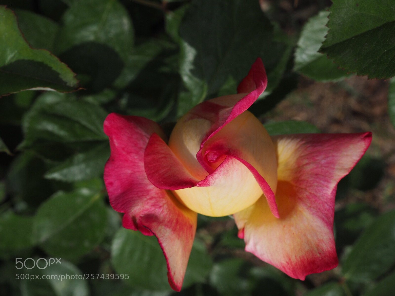Olympus OM-D E-M10 sample photo. Rose photography