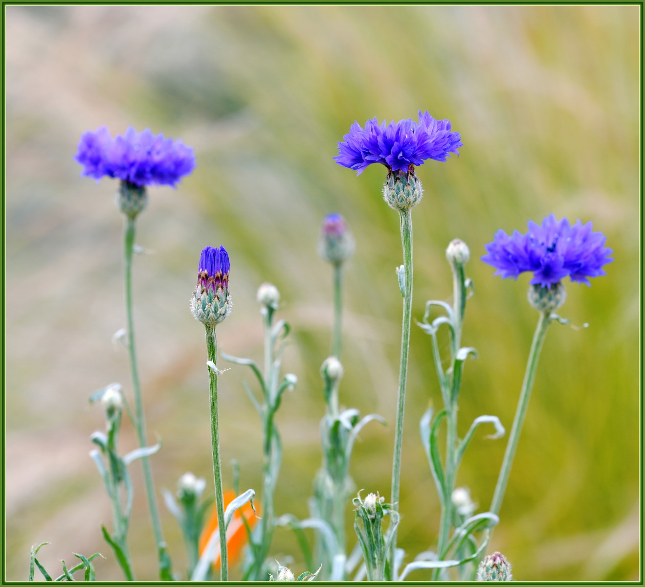 Nikon D850 + Sigma 105mm F2.8 EX DG OS HSM sample photo. Easy happy cornflowers photography