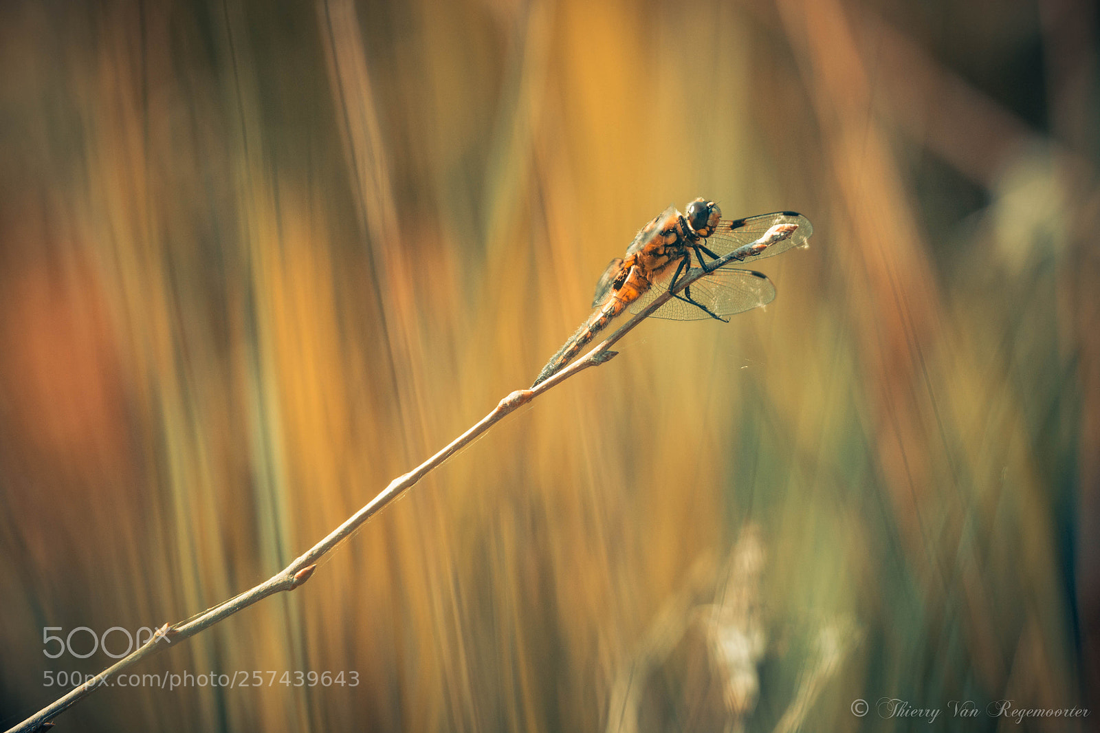 Nikon D7100 sample photo. Libellule photography