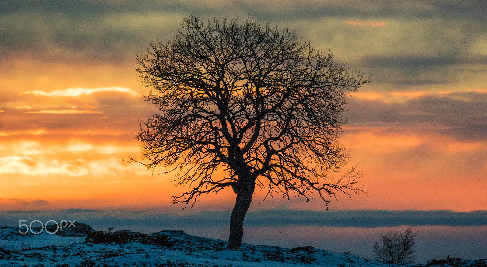 Nikon 1 V3 sample photo. One tree photography