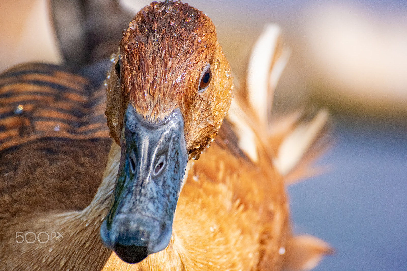 Nikon 1 V3 sample photo. Whistling duck stare photography