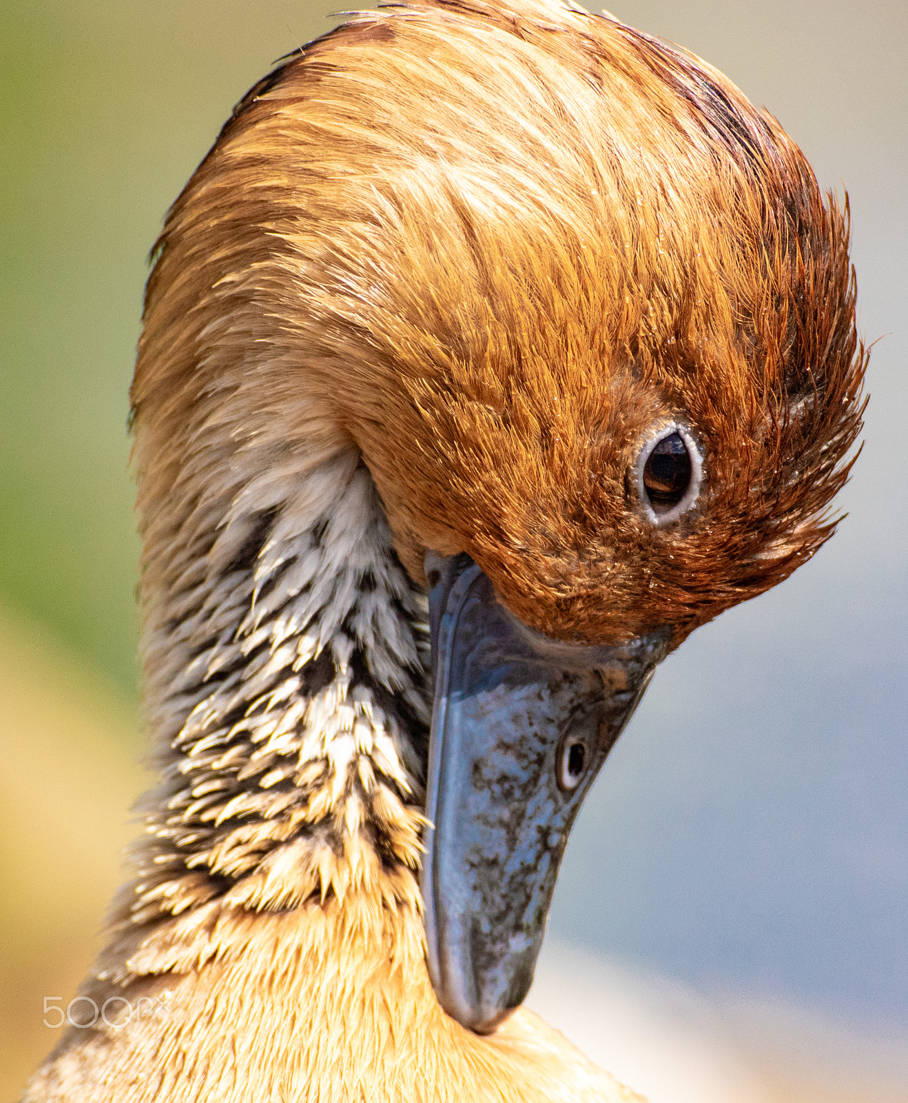 Nikon 1 V3 sample photo. Whistling duck photography
