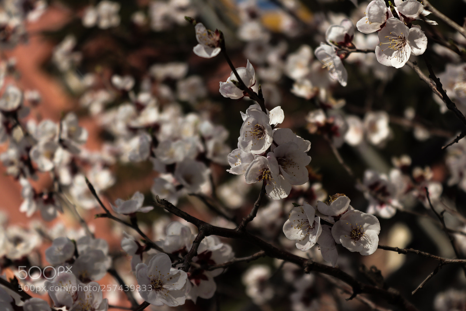 Canon EOS 200D (EOS Rebel SL2 / EOS Kiss X9) sample photo. Cherry flowers photography