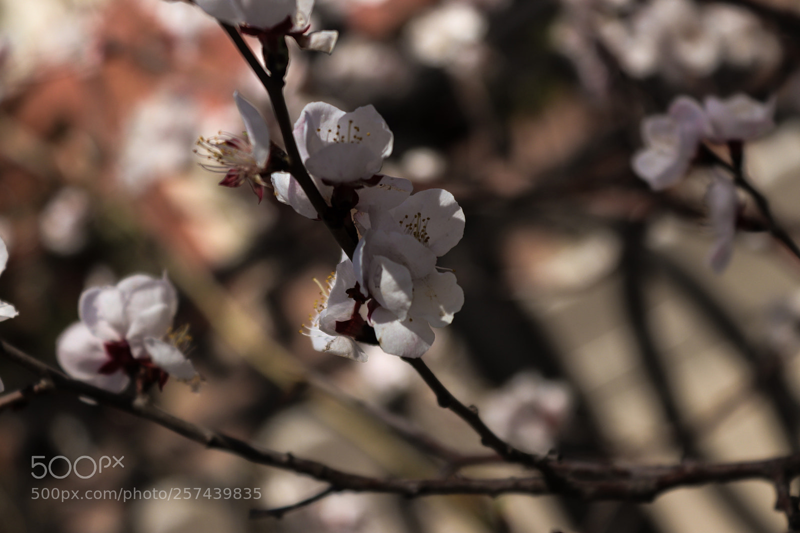 Canon EOS 200D (EOS Rebel SL2 / EOS Kiss X9) sample photo. Cherry flowers photography