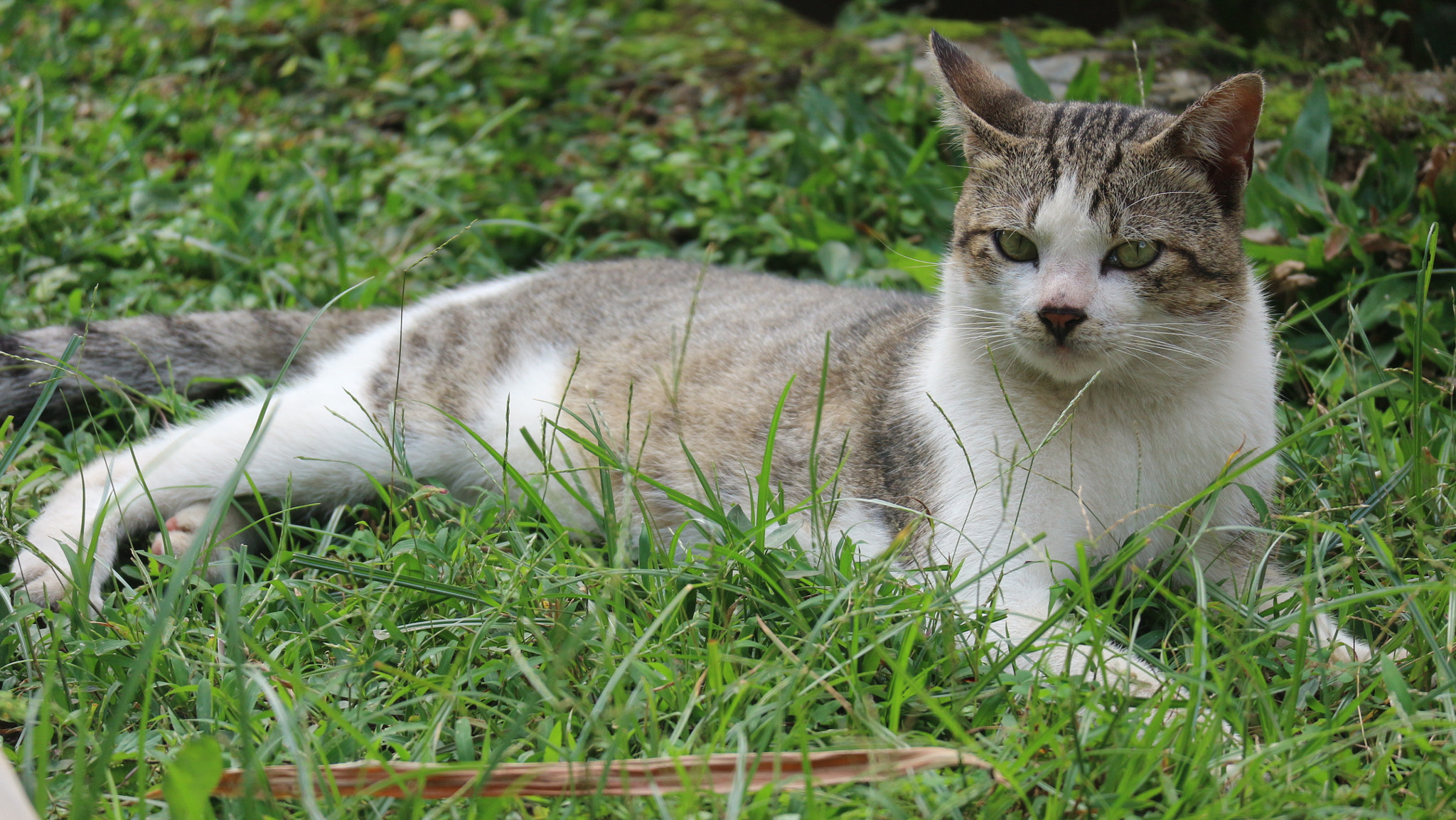 Canon EF-M 55-200mm F4.5-6.3 IS STM sample photo. A meong photography