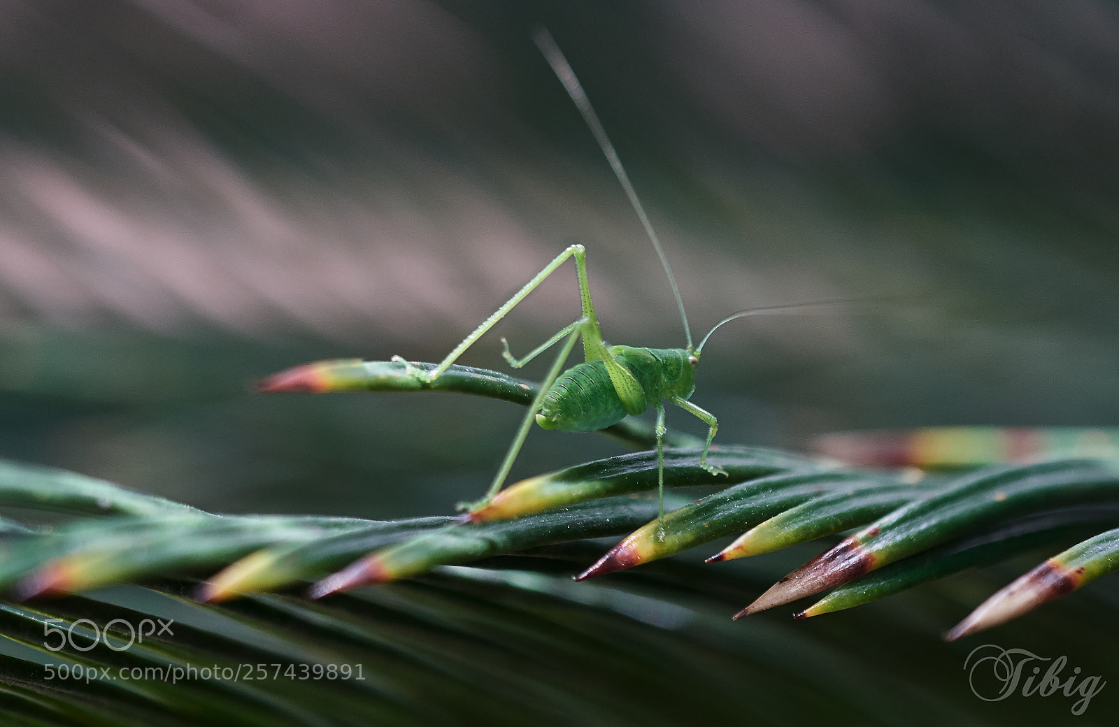 Nikon D500 sample photo. Hopper photography