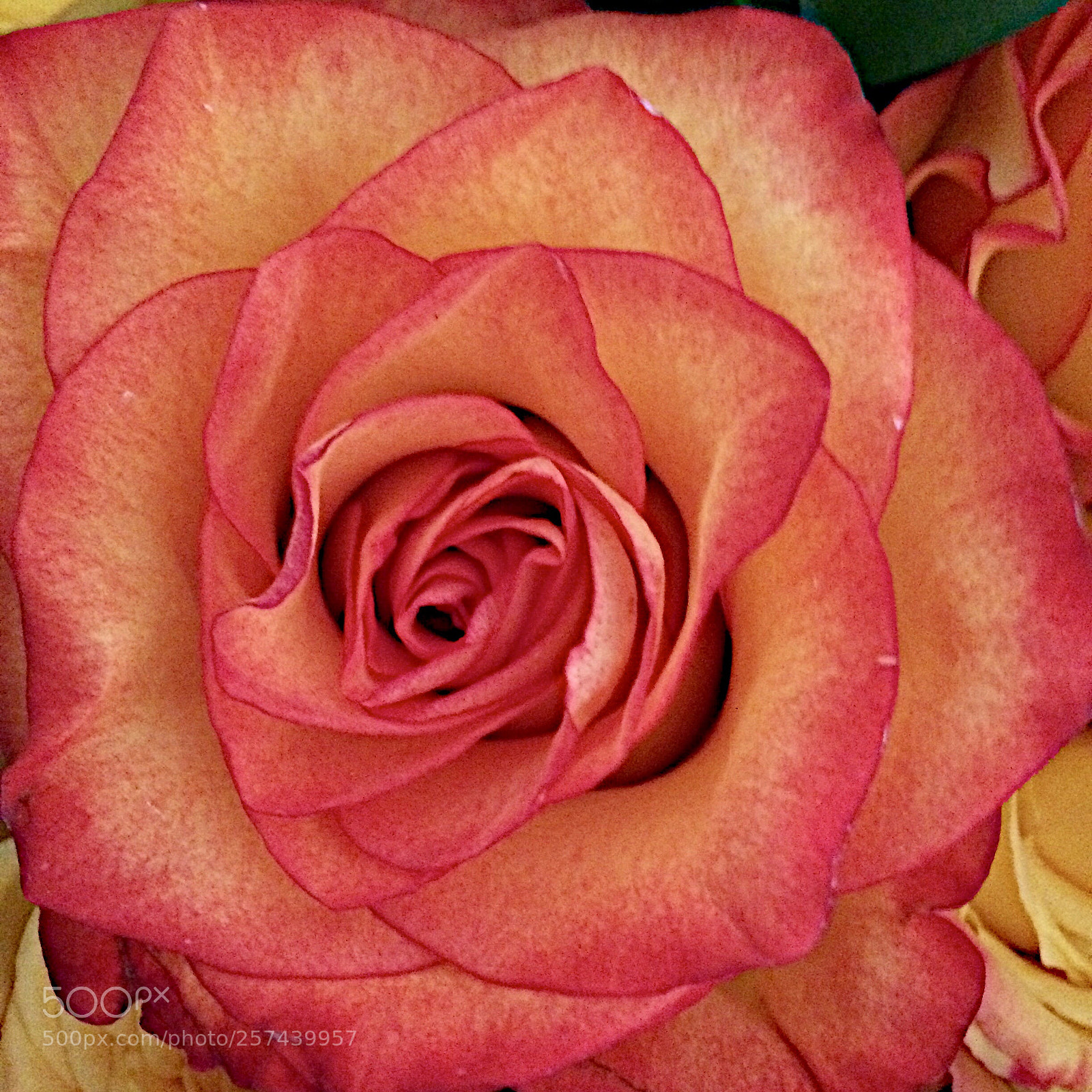Apple iPhone 5s sample photo. Pinkish photography