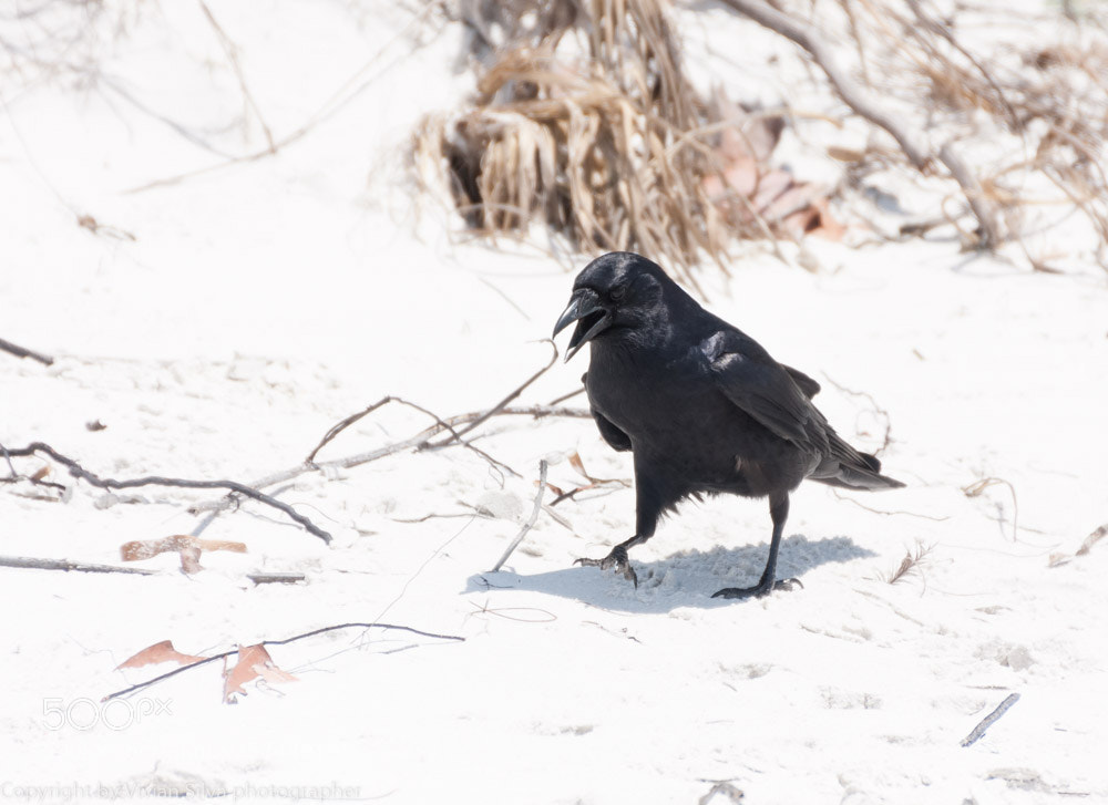 Canon EOS 40D sample photo. Raven () photography
