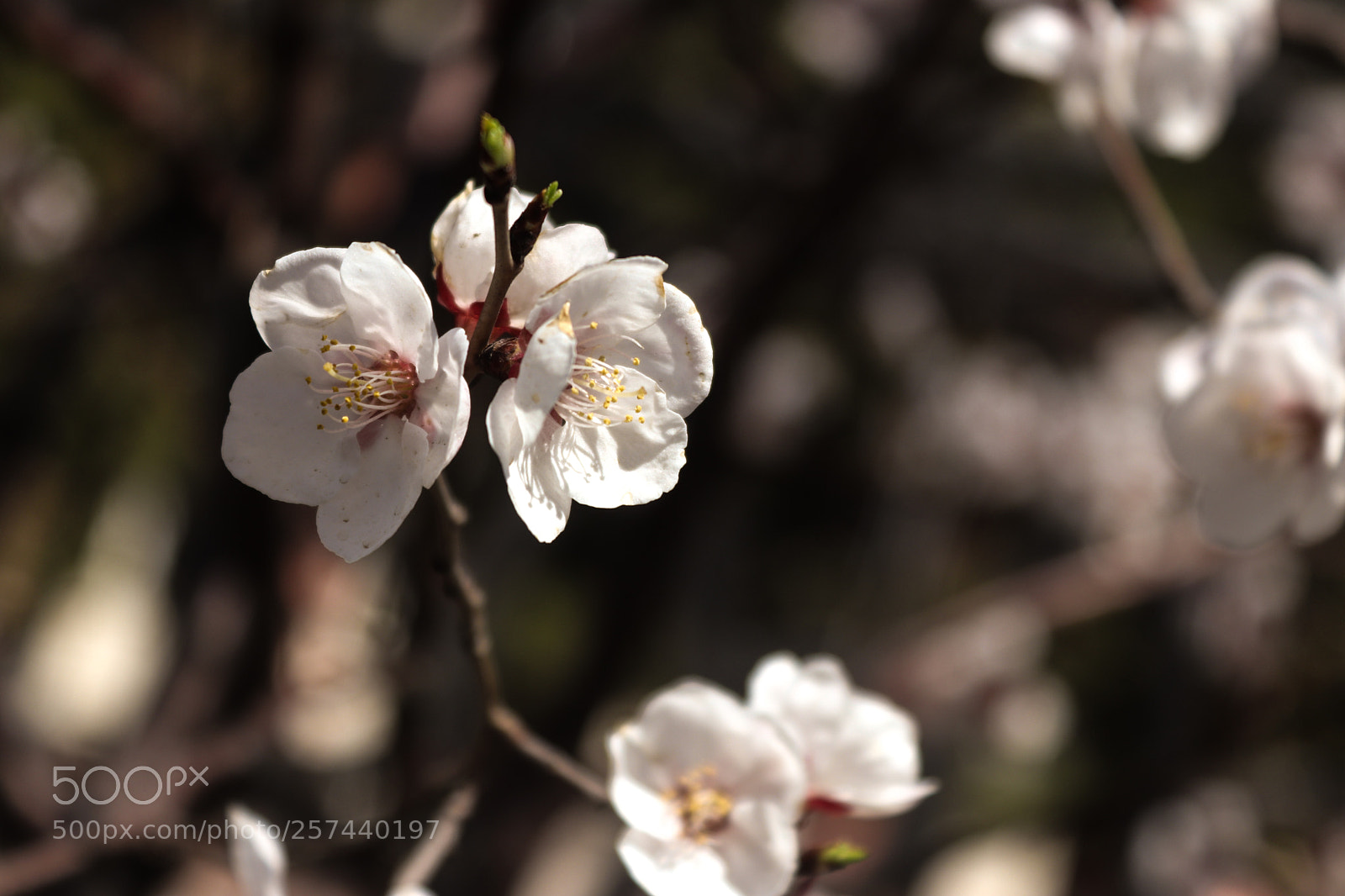 Canon EOS 200D (EOS Rebel SL2 / EOS Kiss X9) sample photo. Cherry flowers photography