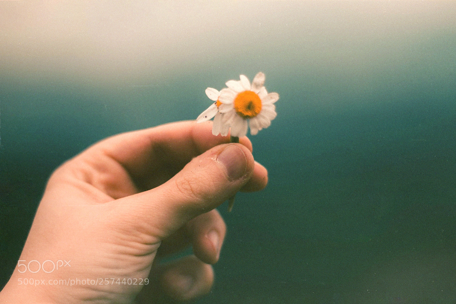 Canon EOS 1100D (EOS Rebel T3 / EOS Kiss X50) sample photo. I believe in kindness photography