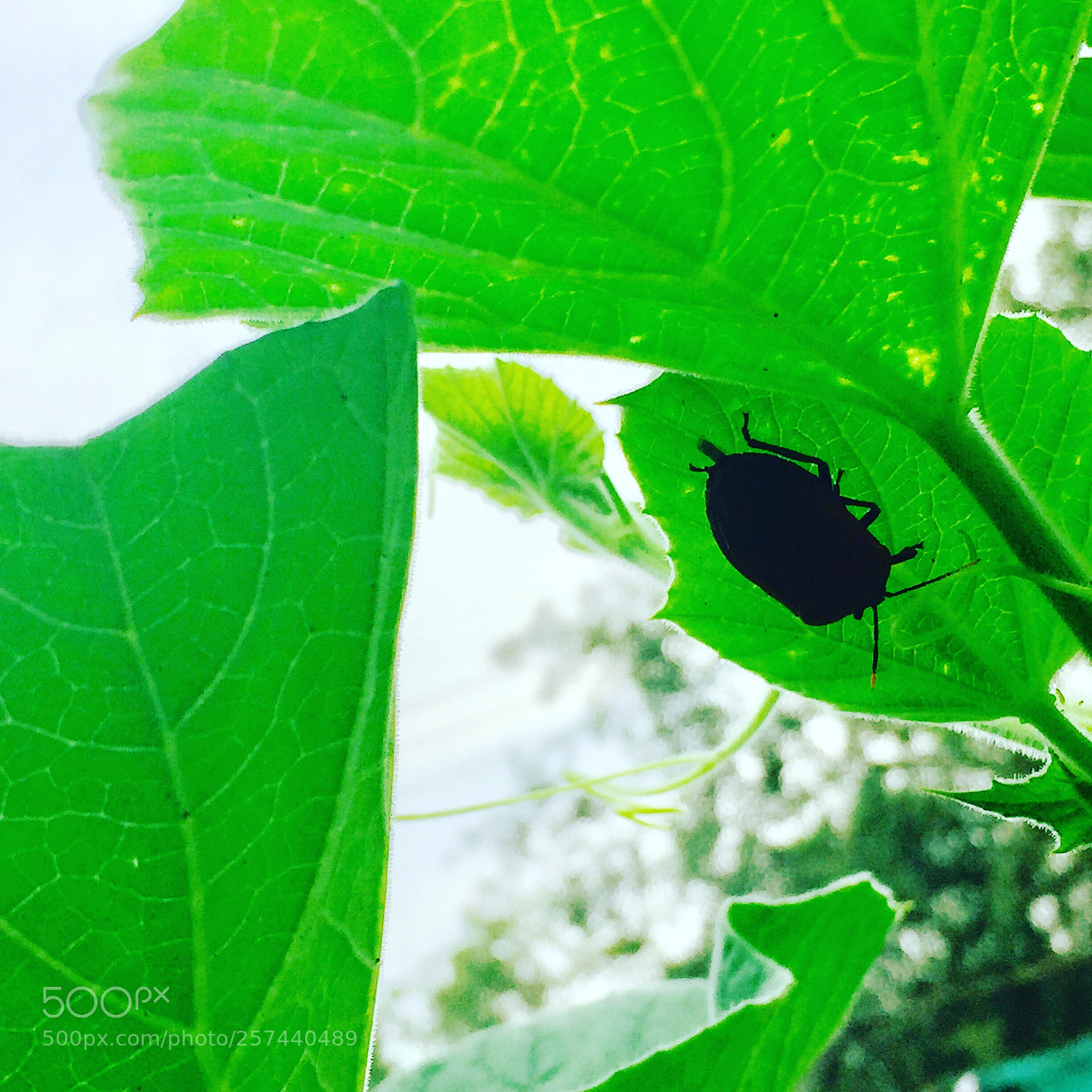 Apple iPhone 6 sample photo. Go green photography