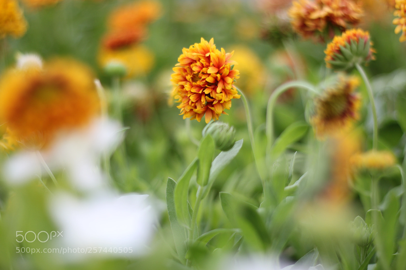 Canon EOS 60D + Canon EF 50mm F1.8 II sample photo. Evening blossom photography