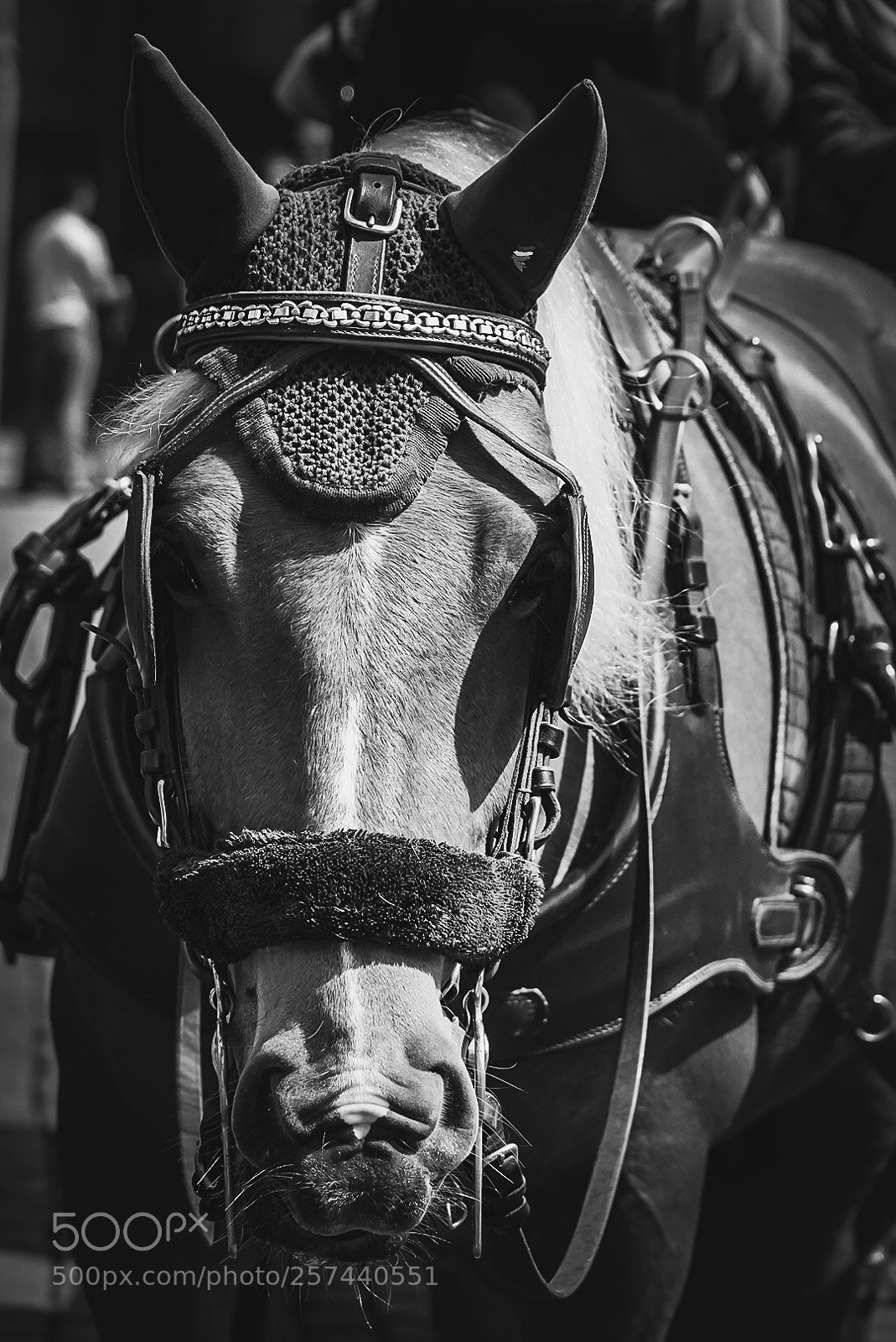 Sony a7 III sample photo. Im sérieuse photography
