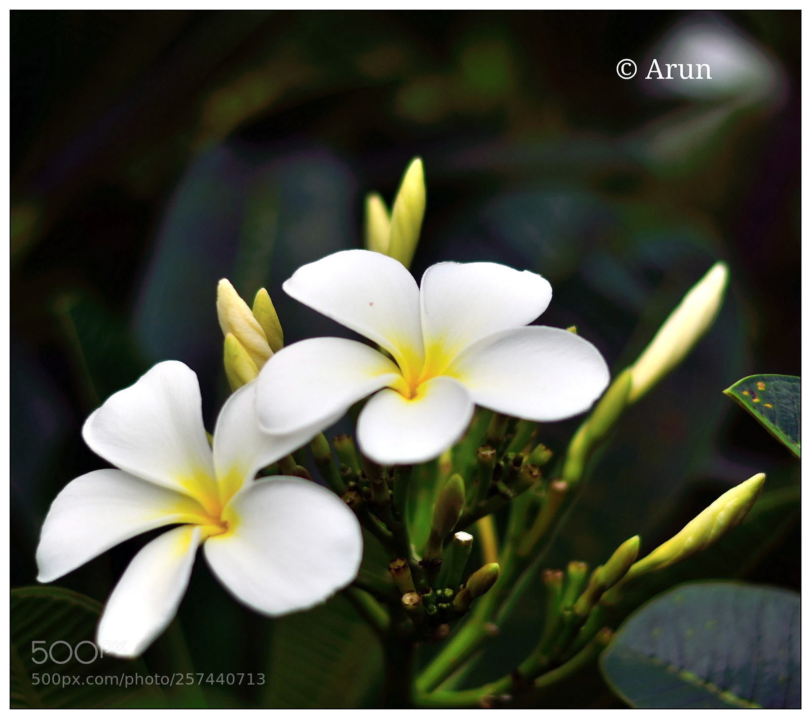 Nikon D5200 sample photo. Untitled photography