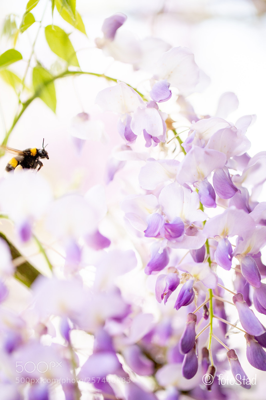 Canon EOS 6D Mark II sample photo. Bij photography