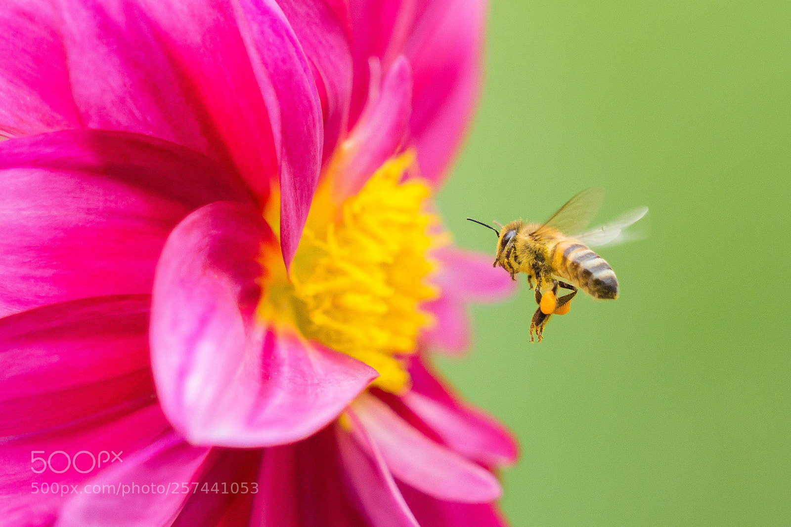 Sony a6000 sample photo. Bee in his homework photography