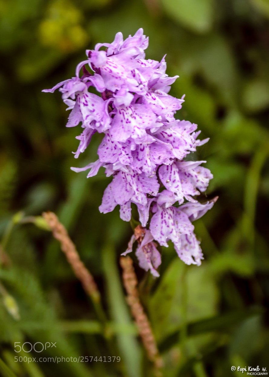 Canon EOS 1200D (EOS Rebel T5 / EOS Kiss X70 / EOS Hi) sample photo. Heath spotted-orchid ii photography