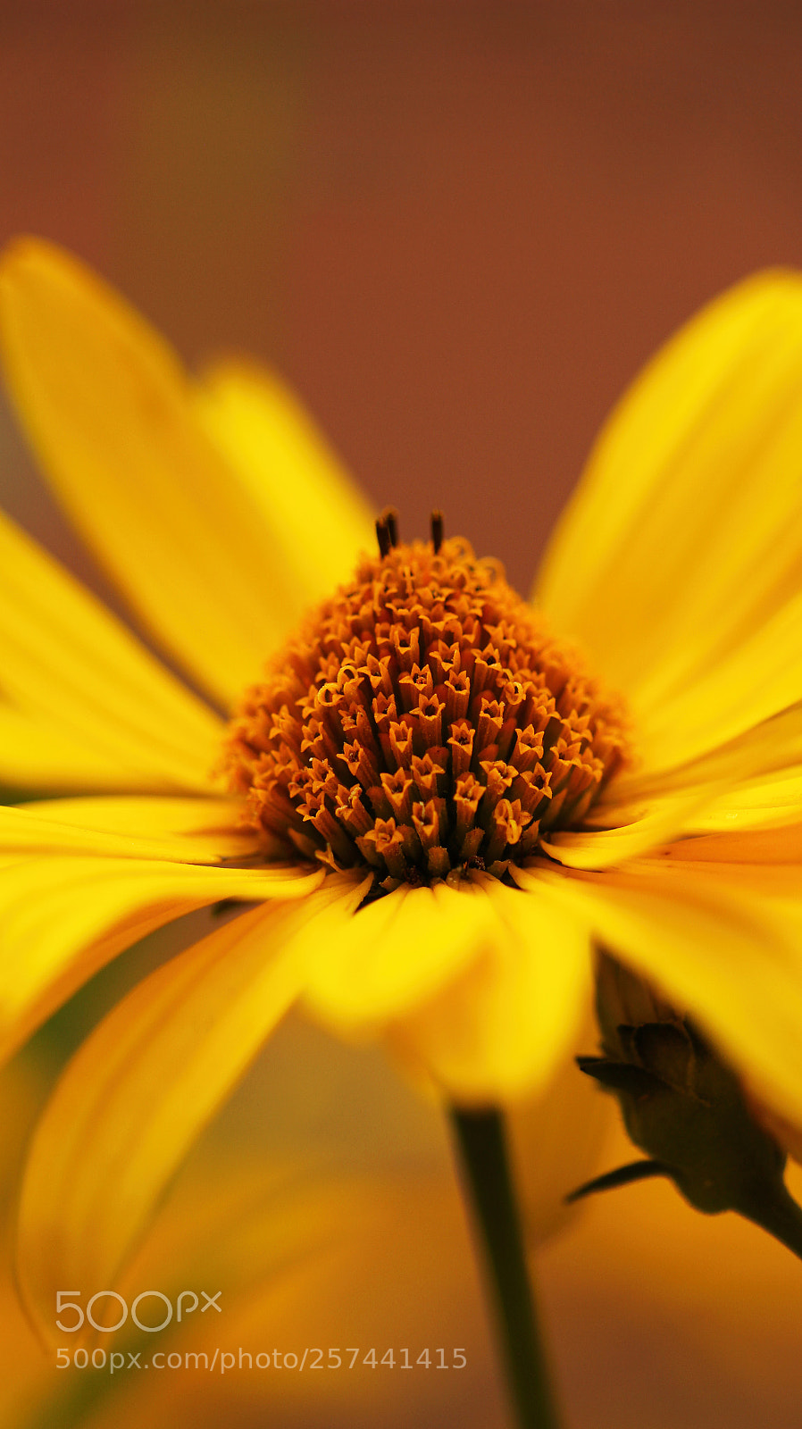 Canon EOS 600D (Rebel EOS T3i / EOS Kiss X5) sample photo. Honey photography