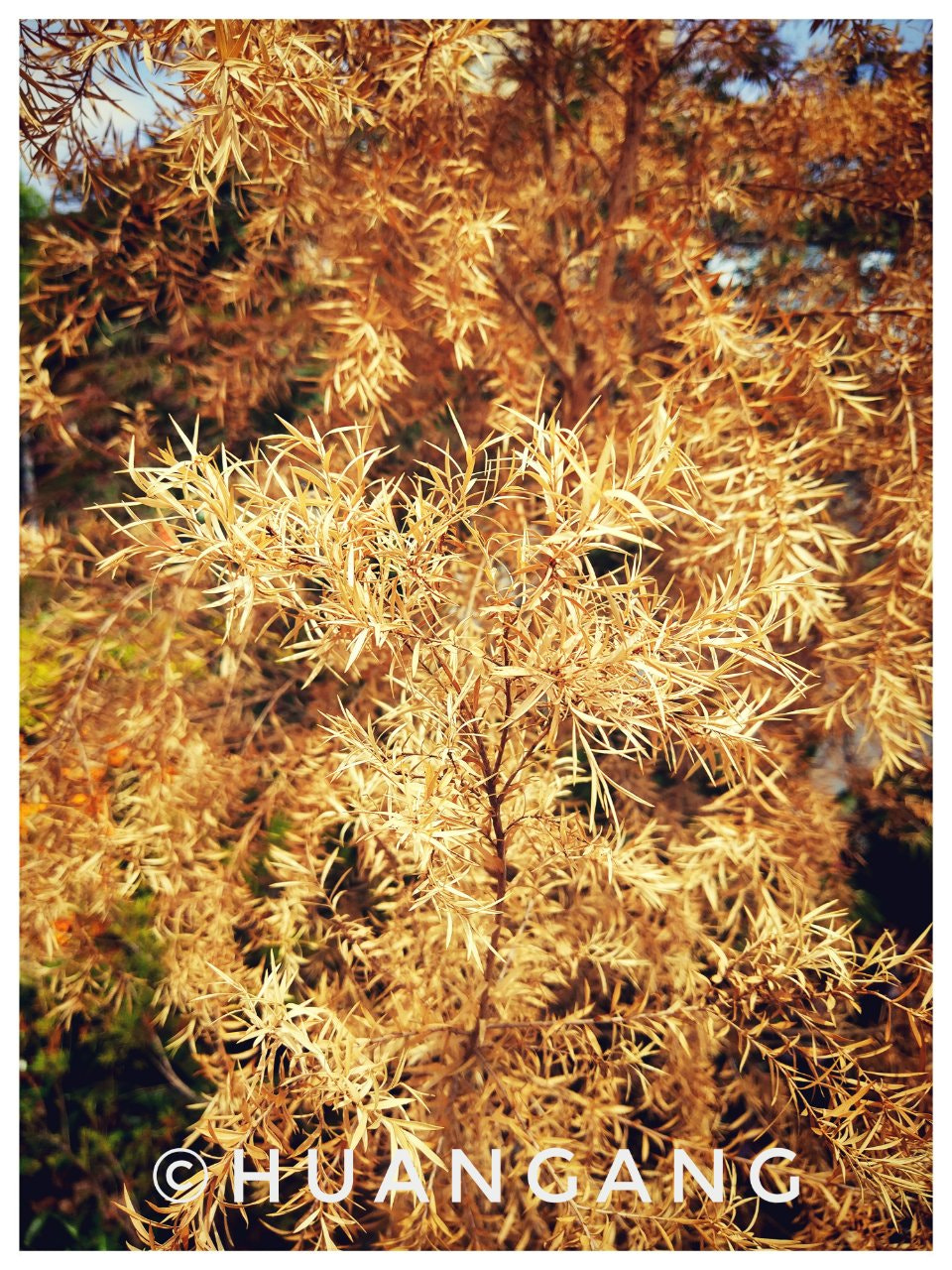 Xiaomi MI 5s sample photo