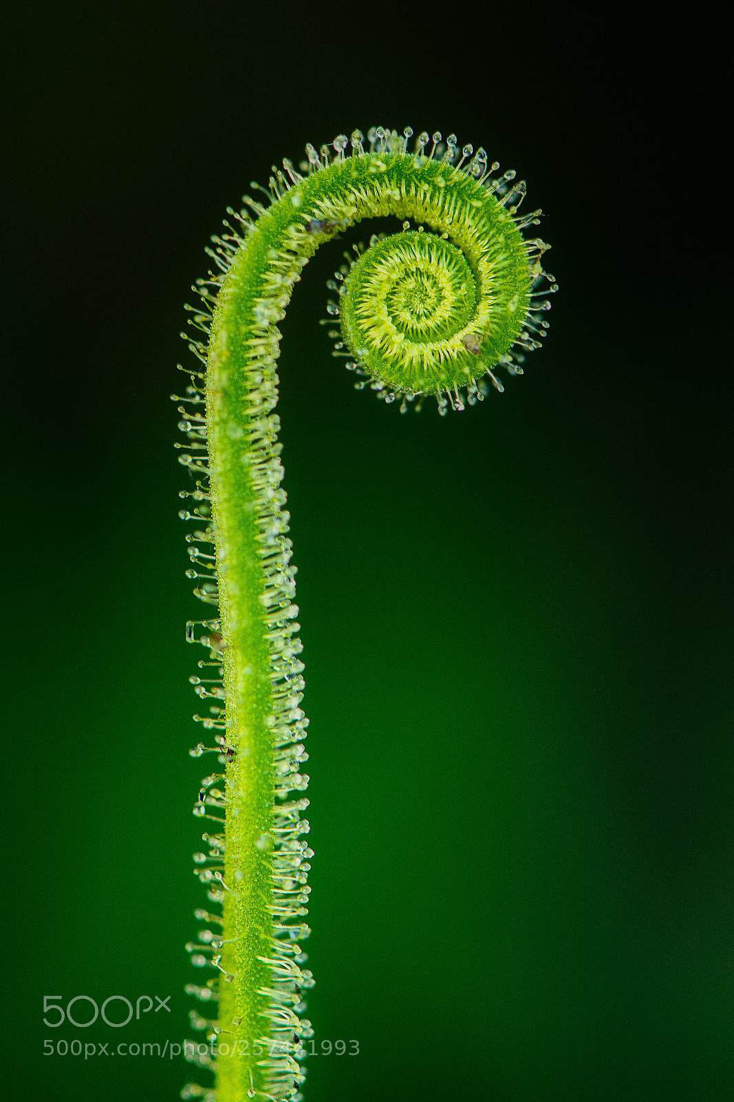 Nikon D7100 sample photo. Threadleaf sundew photography