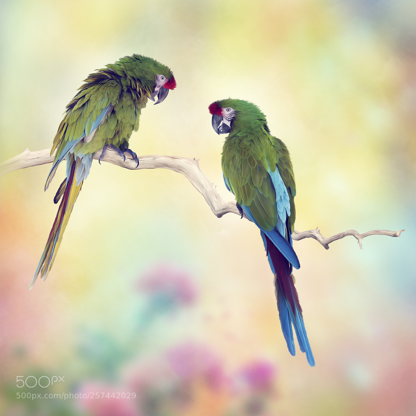 Nikon D800 sample photo. Greenl macaw parrots perching photography