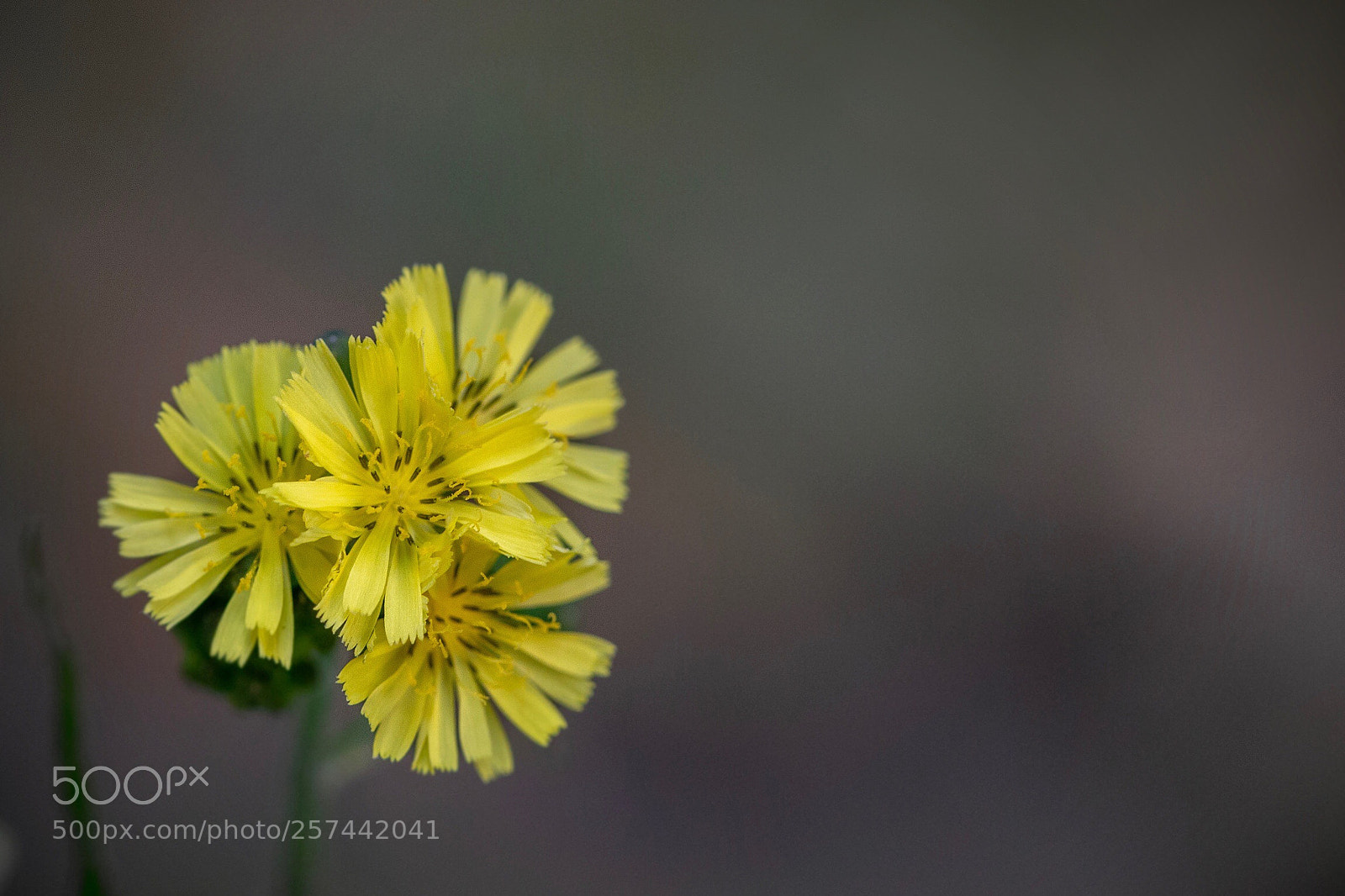 Canon EOS 6D sample photo. Youngia japonica photography