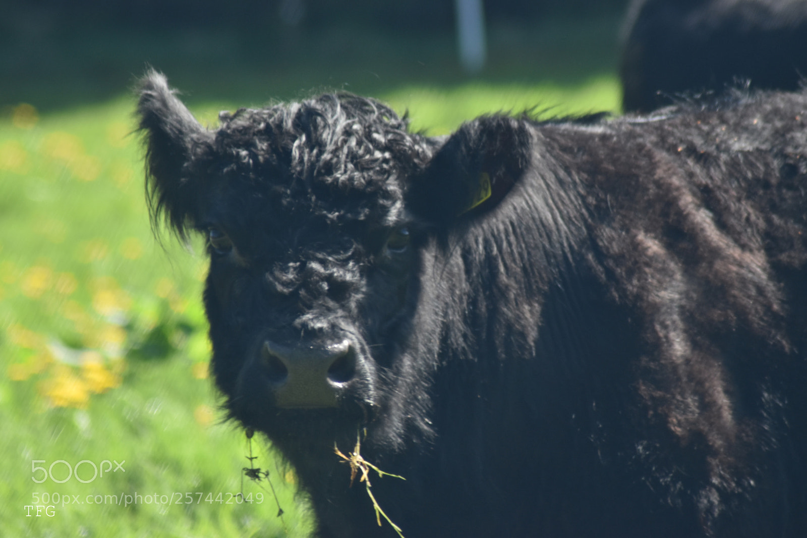 Nikon D5600 sample photo. A cow on my photography