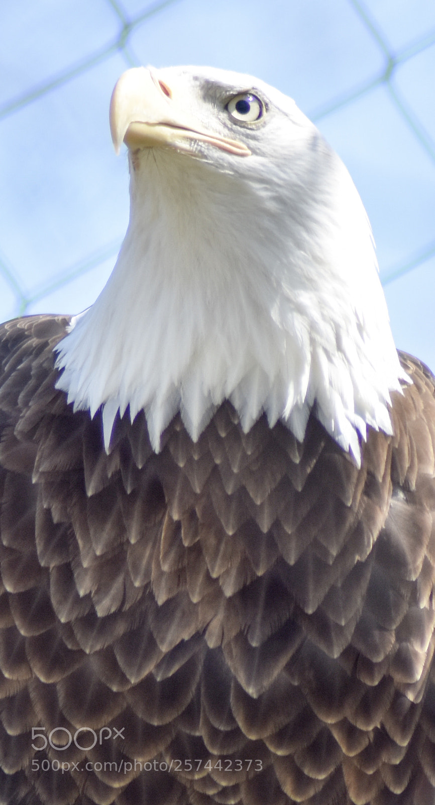 Nikon D3400 sample photo. Bald eagle  photography