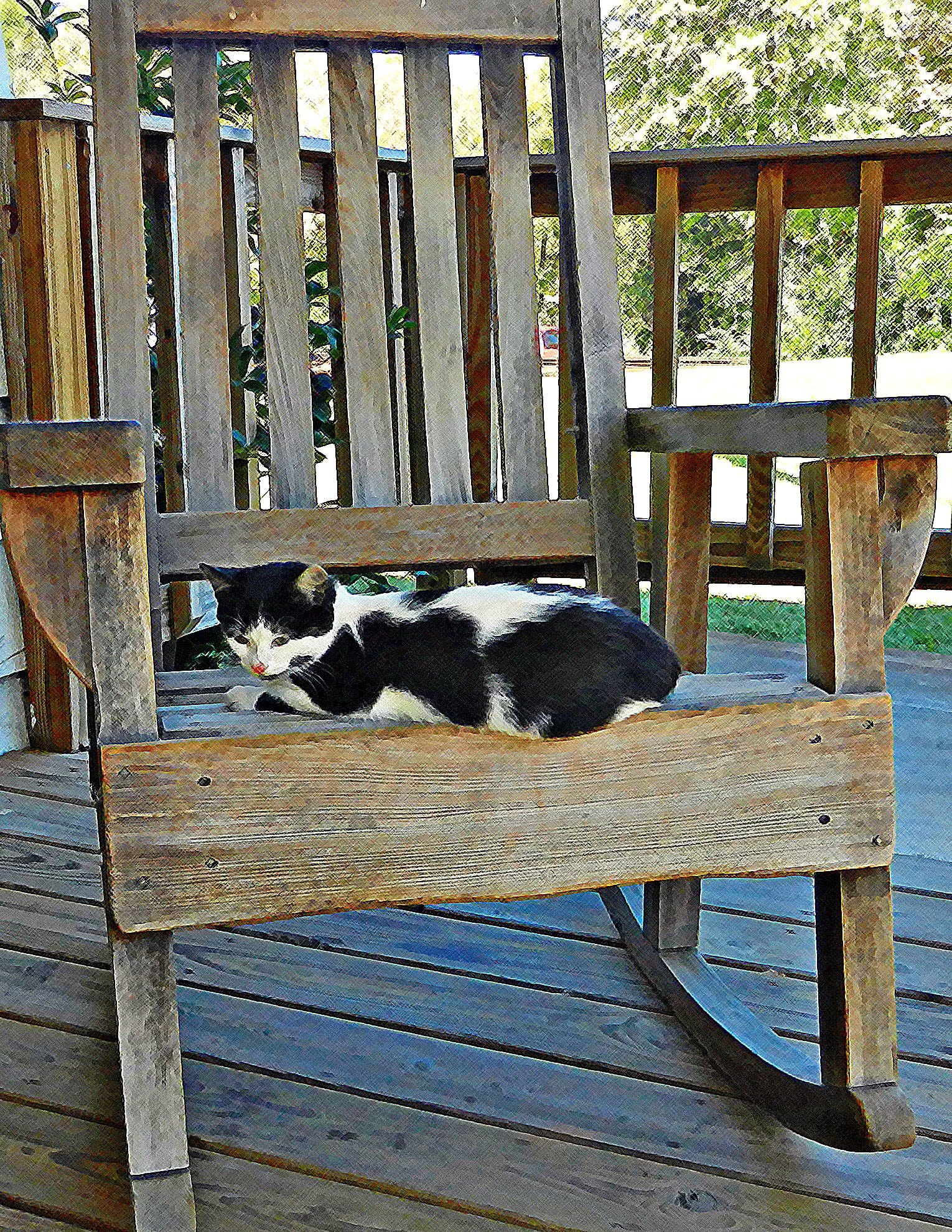 Nikon Coolpix S9100 sample photo. Rocking chair kitty photography