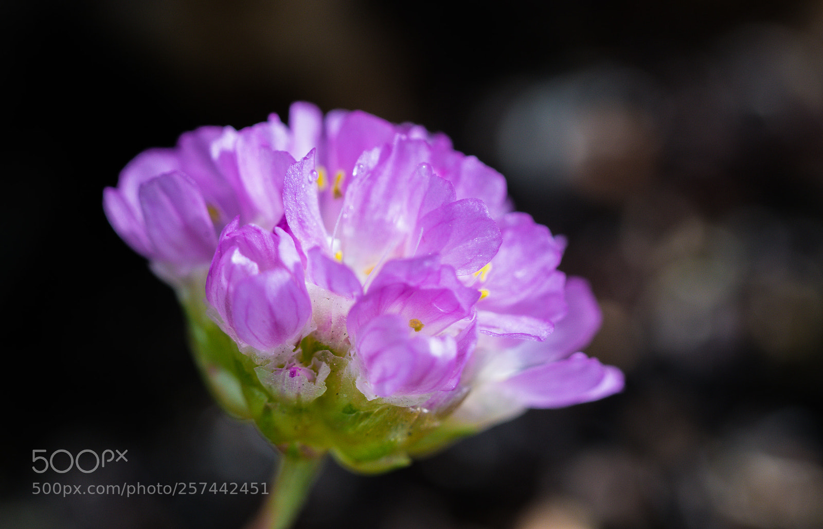 Nikon D5600 sample photo. Armeria photography