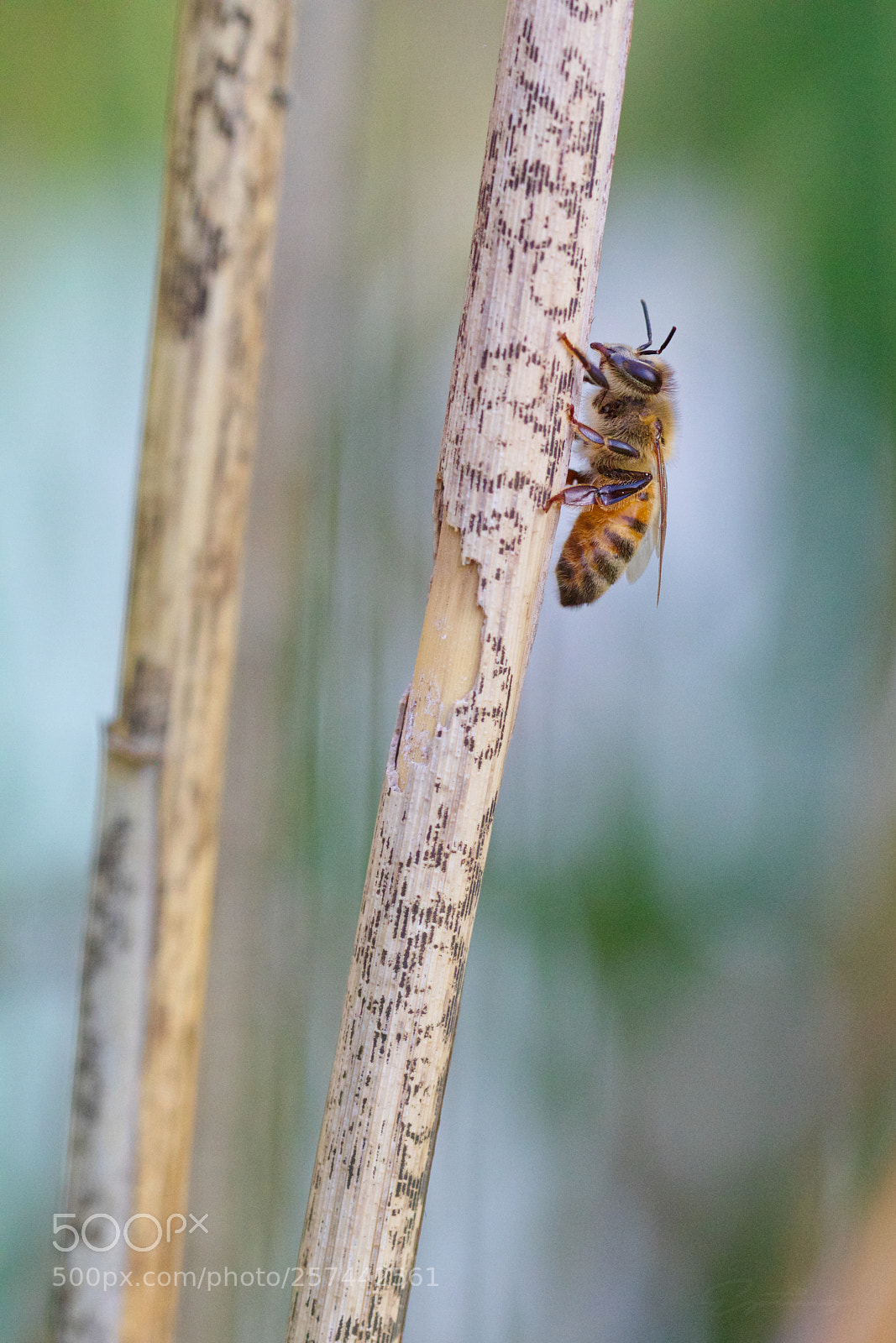 Canon EOS 70D sample photo. Bee photography