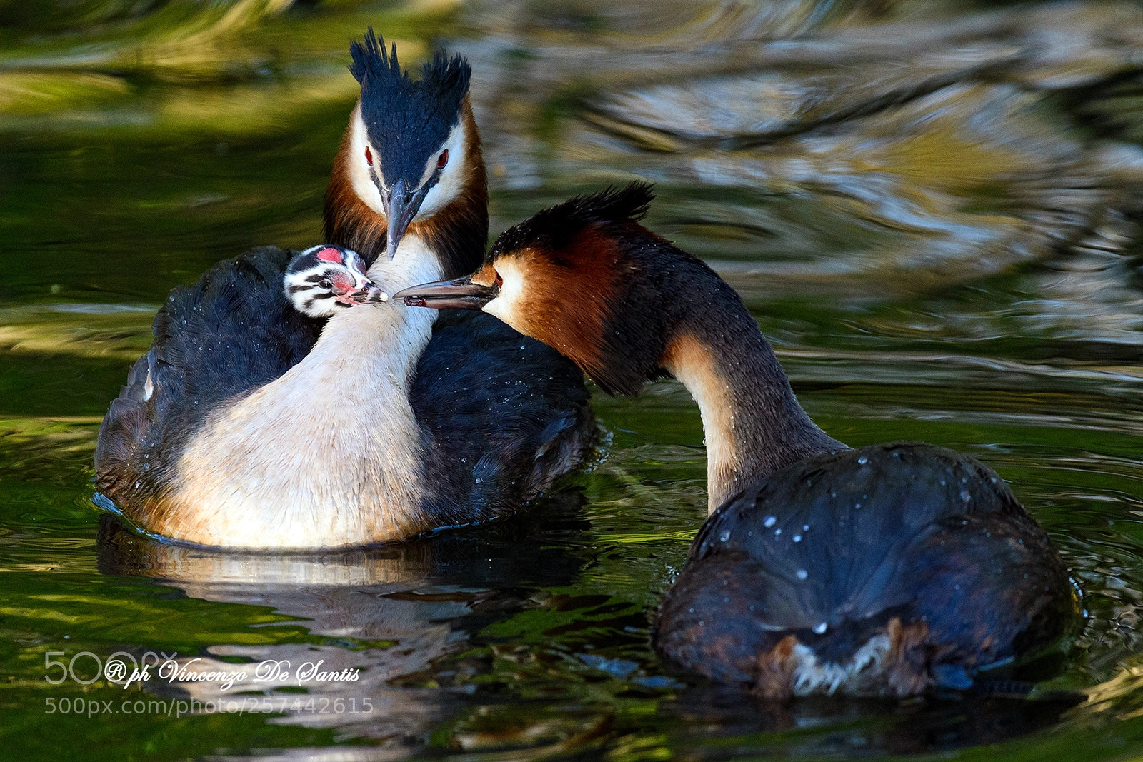 Nikon D500 sample photo. Great crested grebe photography