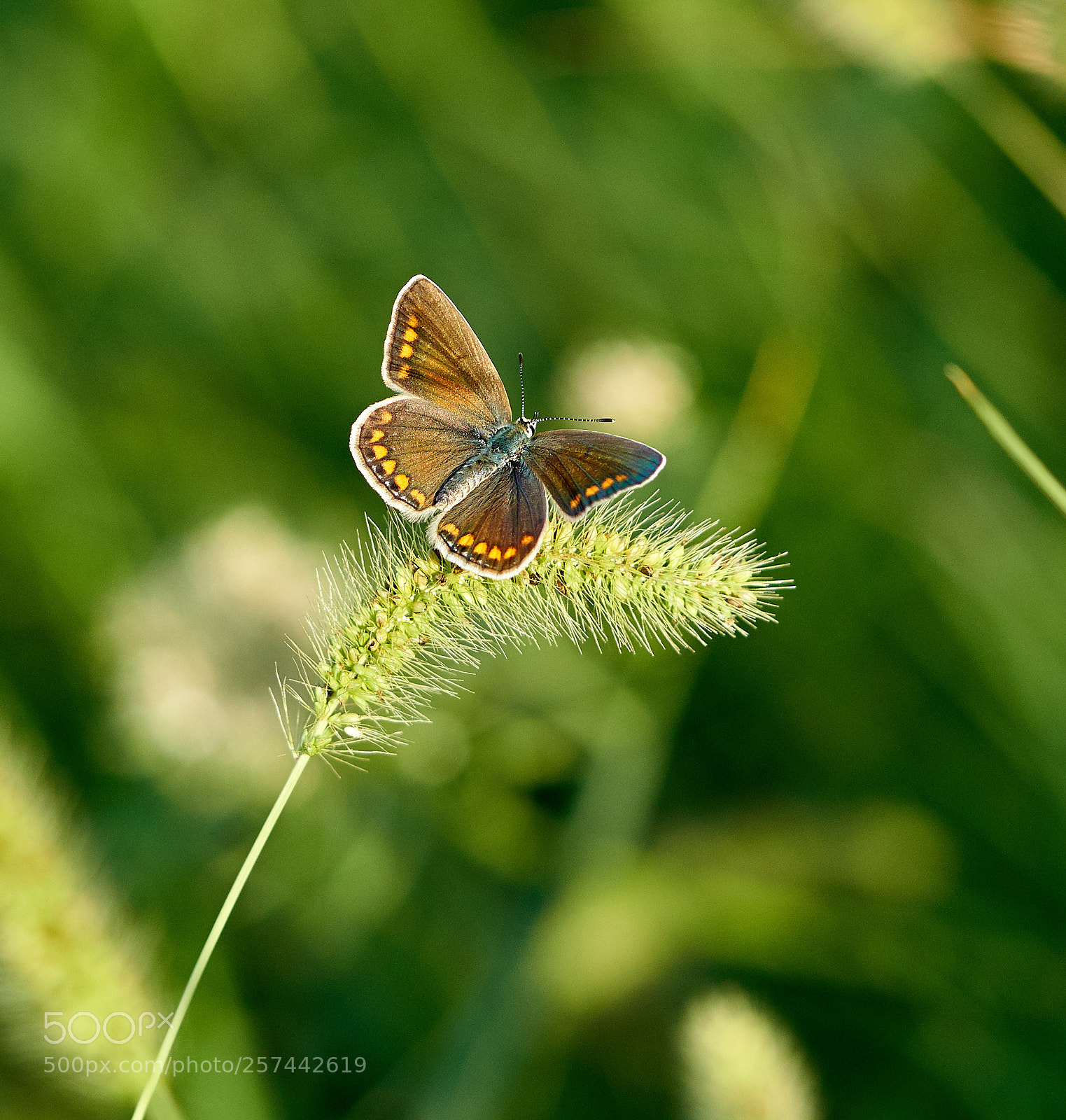 Sony a6500 sample photo. Butterfly photography