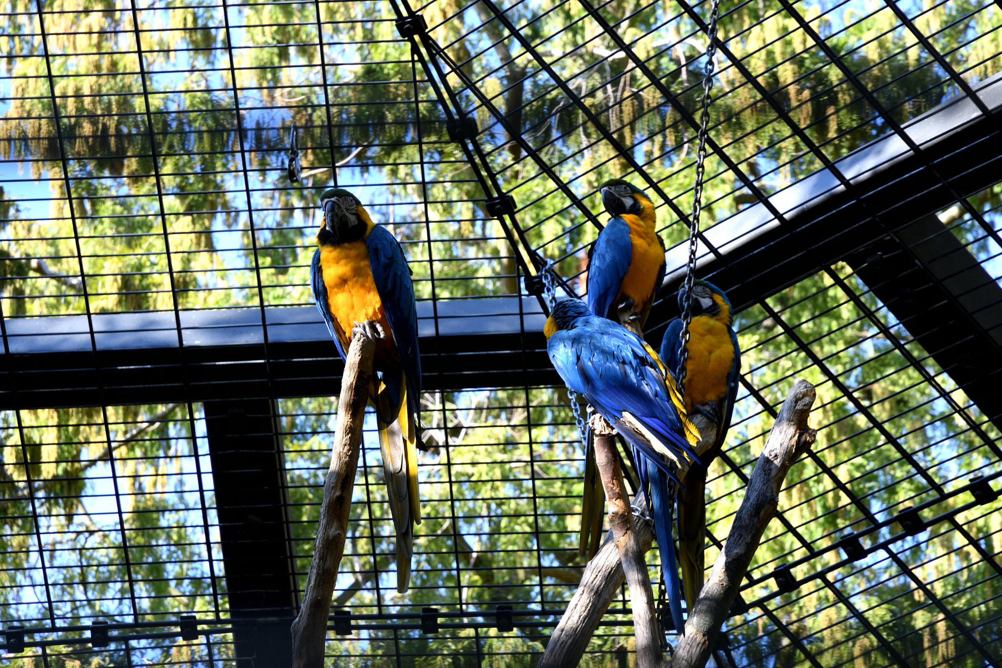 Nikon D500 sample photo. En cage.jpg photography