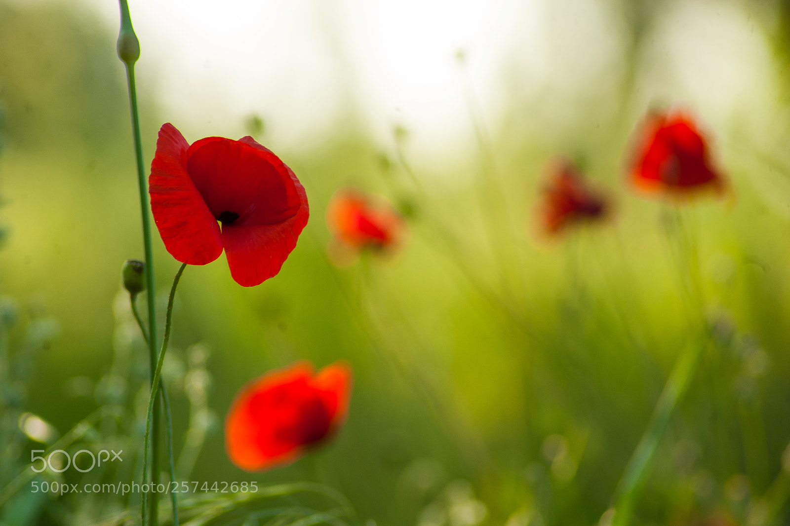 Nikon D700 sample photo. More in poppyland photography