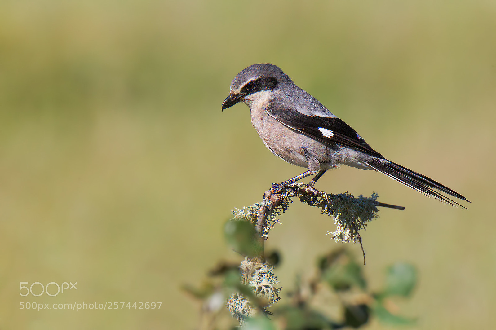 Canon EOS-1D Mark IV sample photo. Butcher bird photography