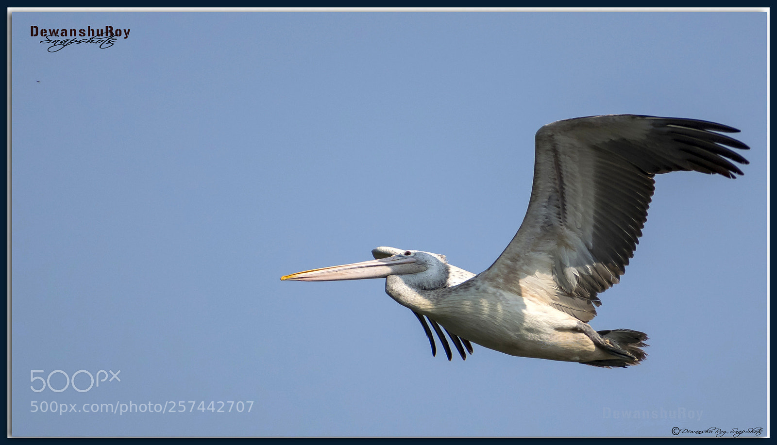 Nikon D3300 sample photo. In flight spot billed photography