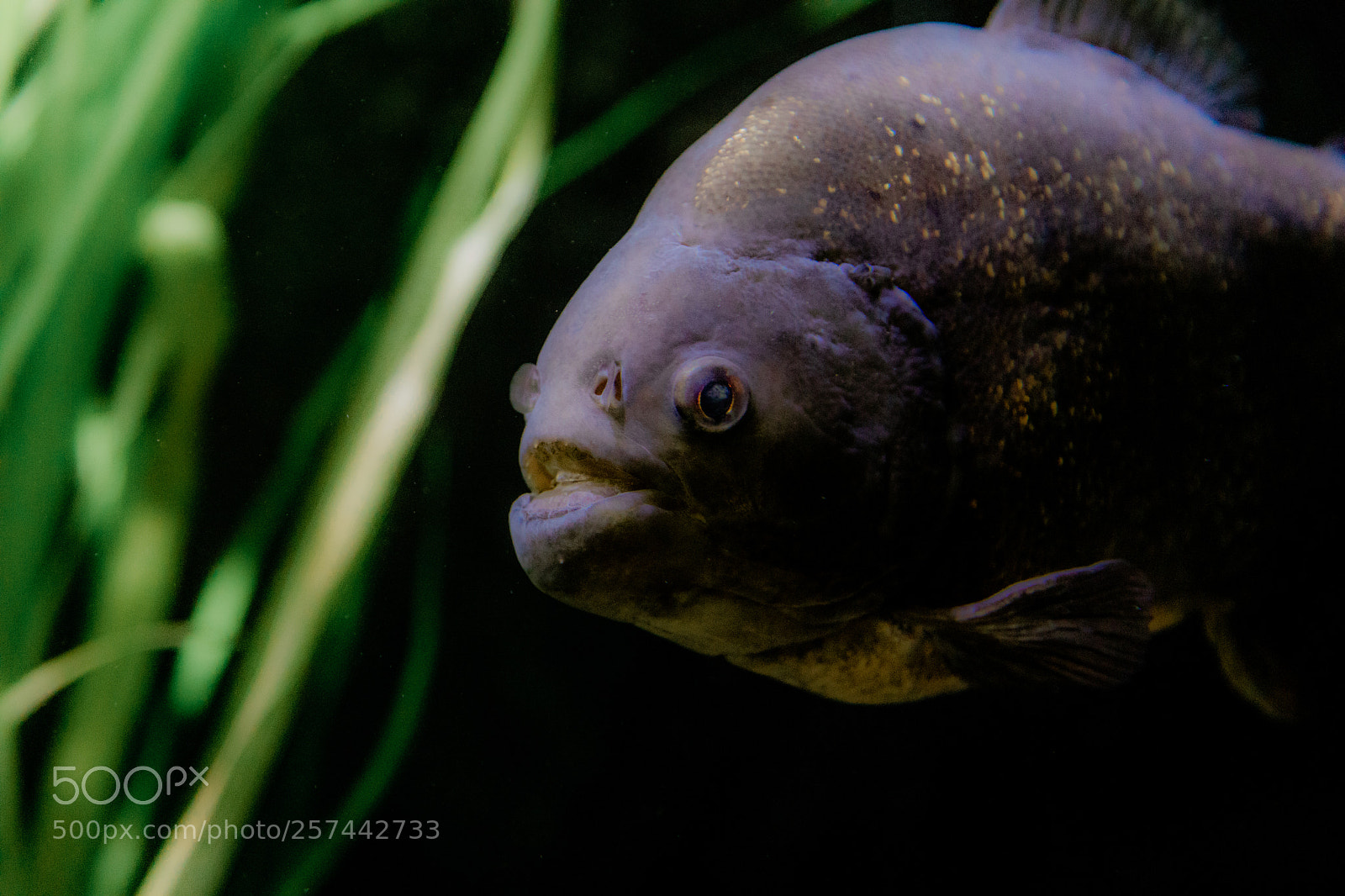 Canon EOS 5D Mark IV sample photo. Piranha at london zoo photography