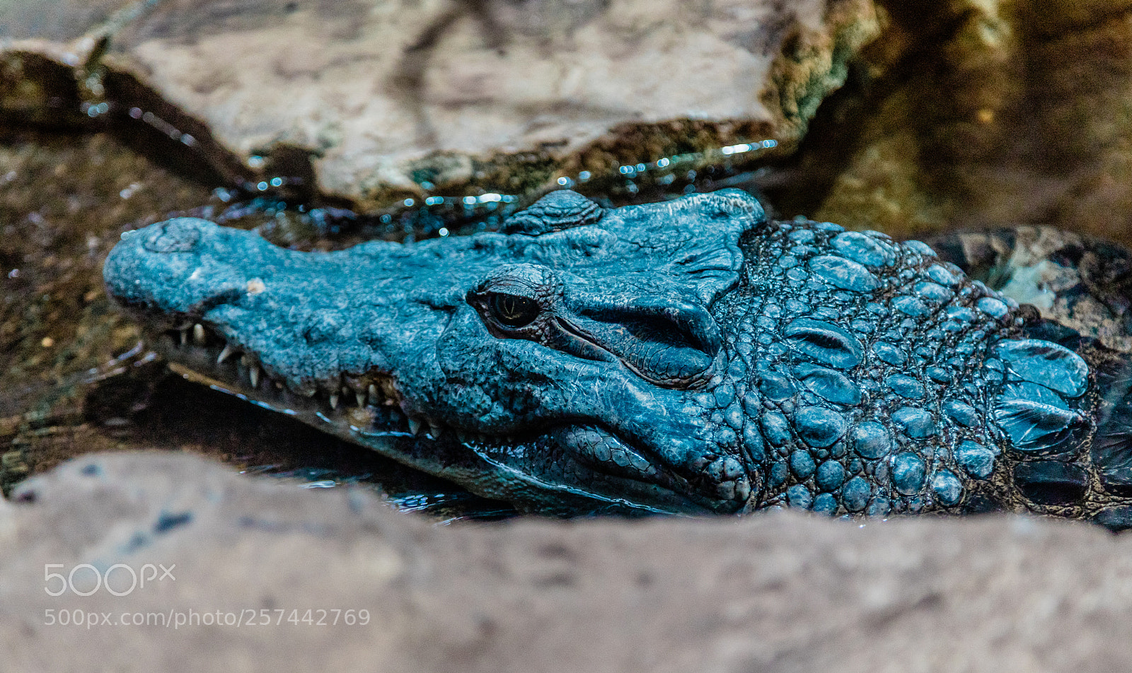 Canon EOS 5D Mark IV sample photo. Alligator at london zoo photography