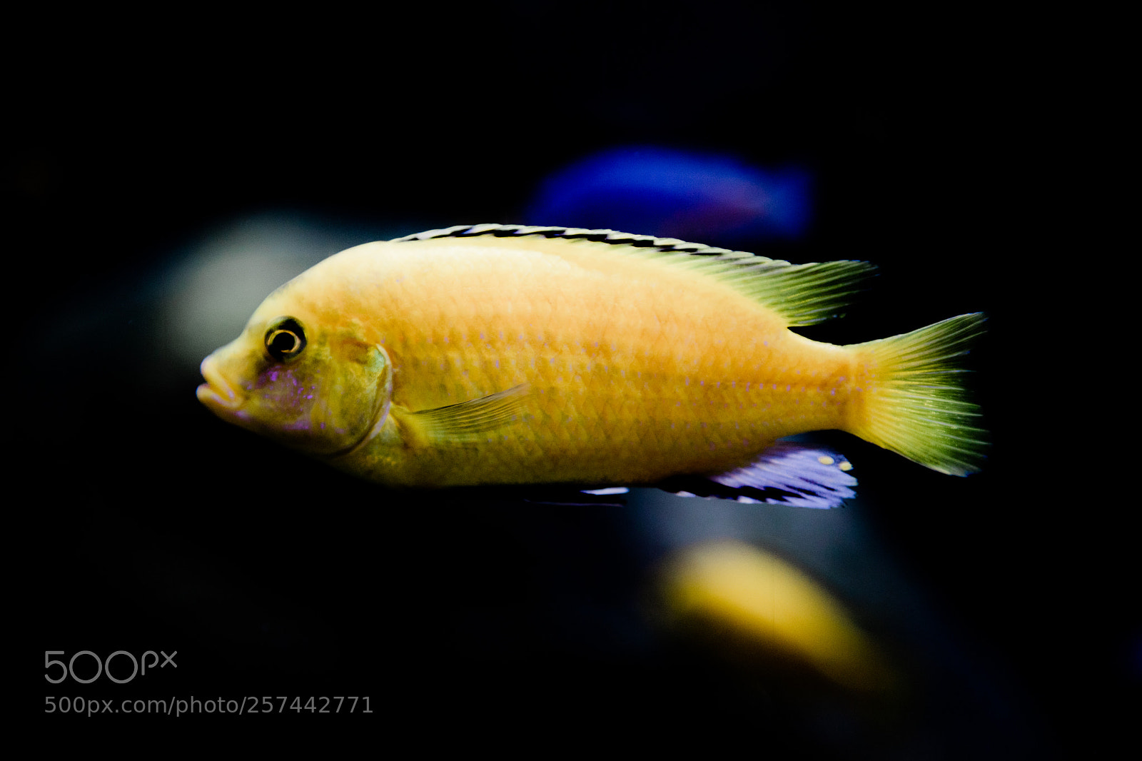 Canon EOS 5D Mark IV sample photo. Fish at london zoo photography