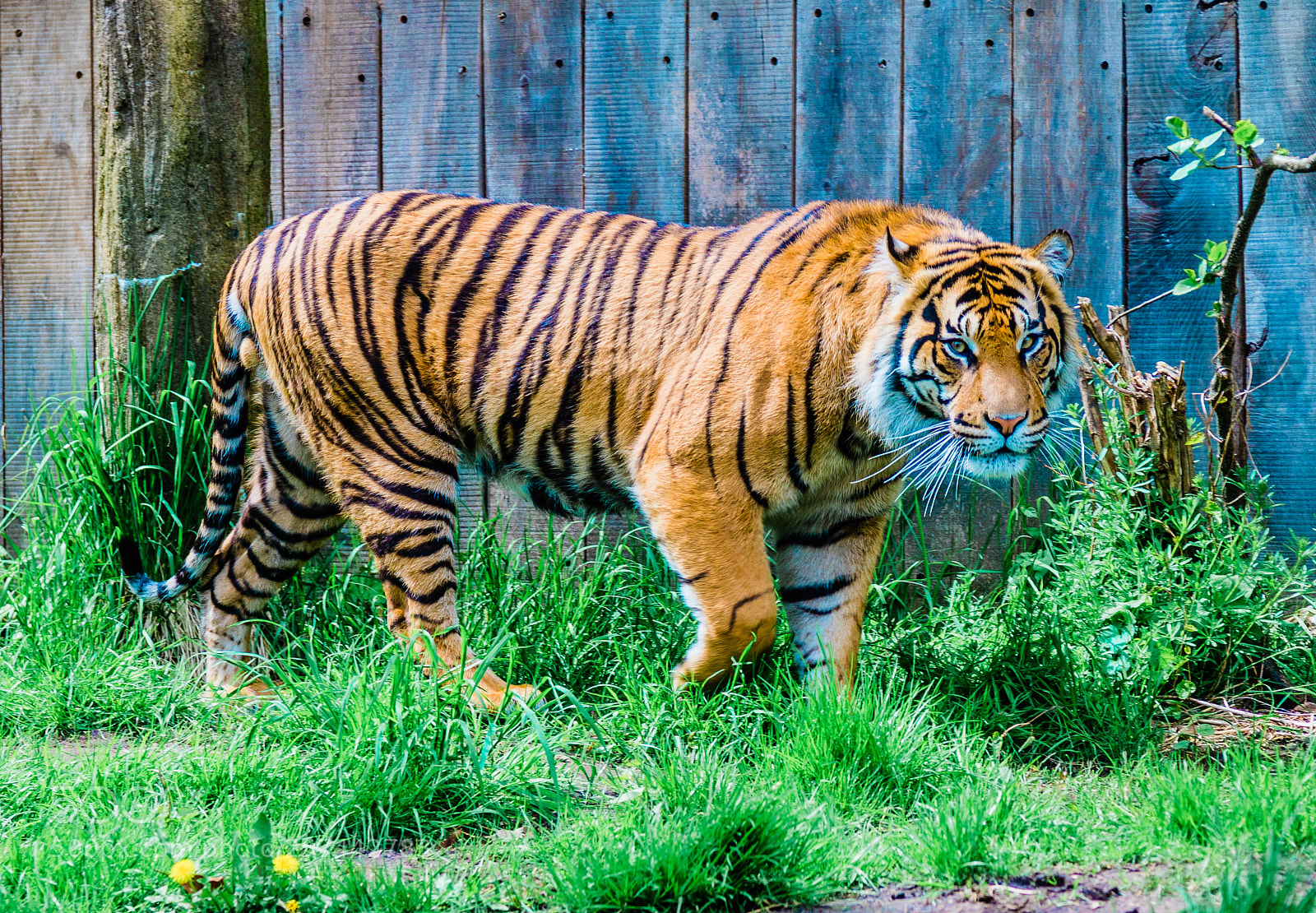 Canon EOS 5D Mark IV sample photo. Tiger at london zoo photography