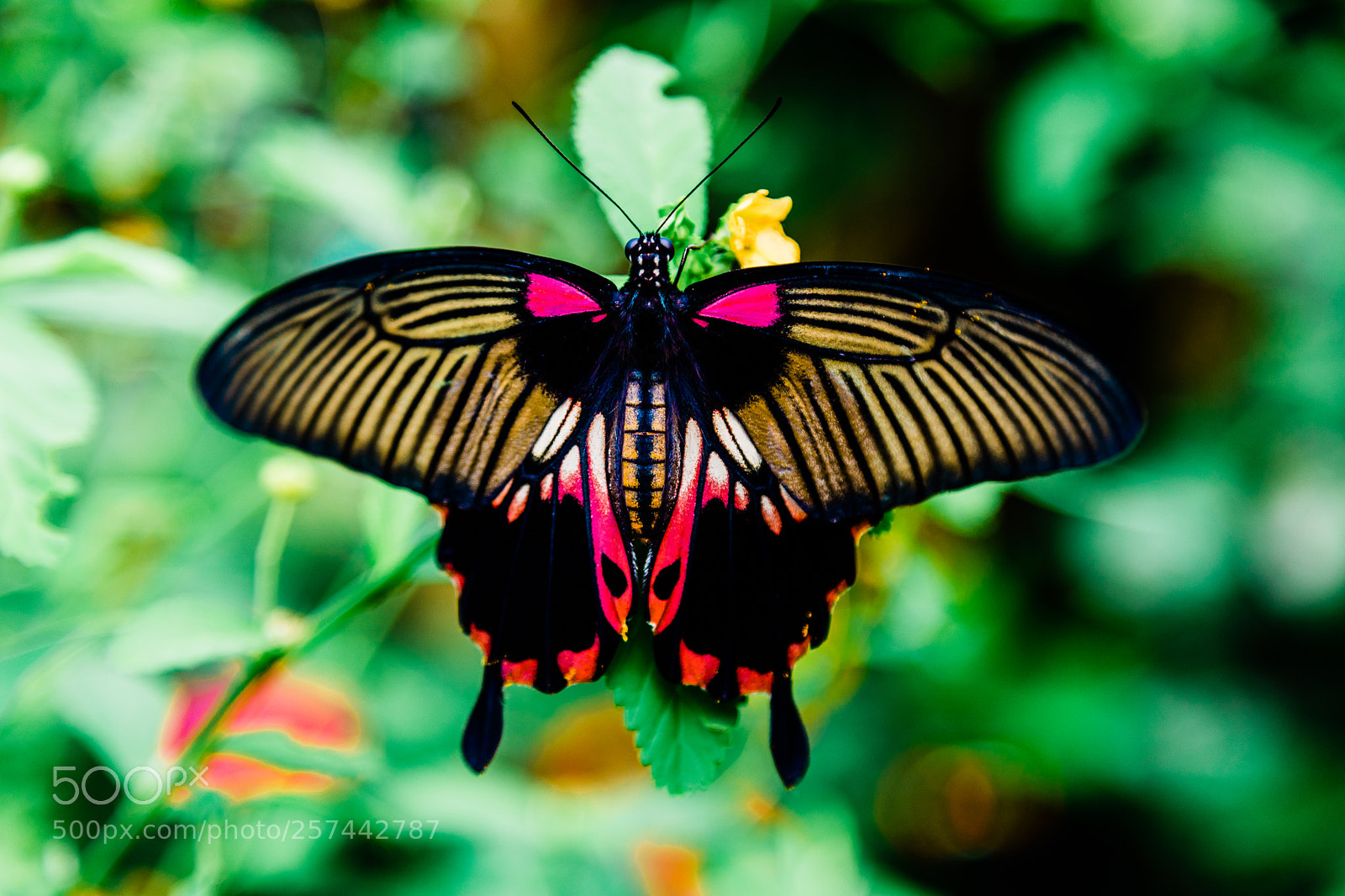 Canon EOS 5D Mark IV sample photo. Butterfly at london zoo photography