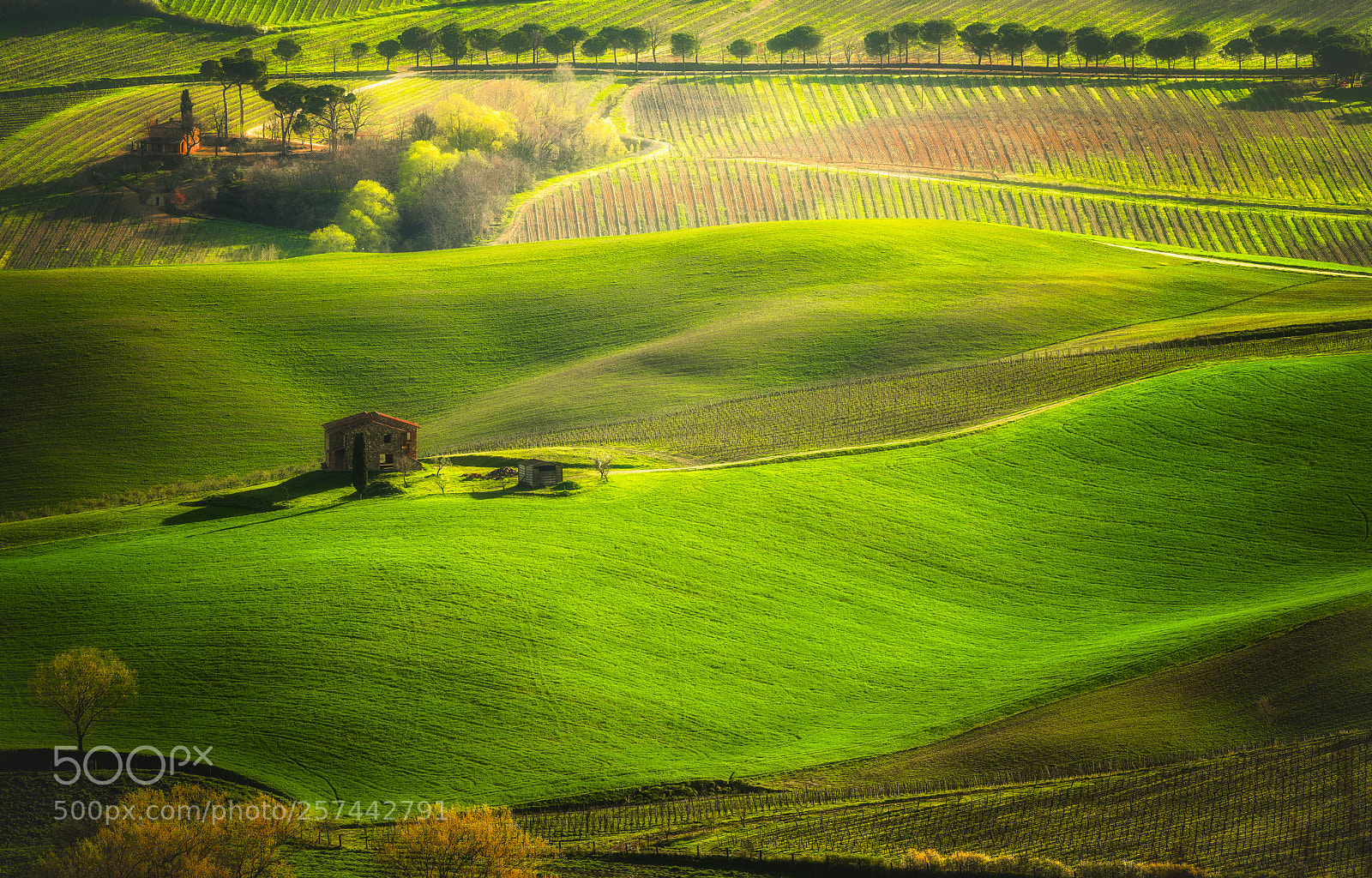 Nikon D850 sample photo. Vineyards and alley photography
