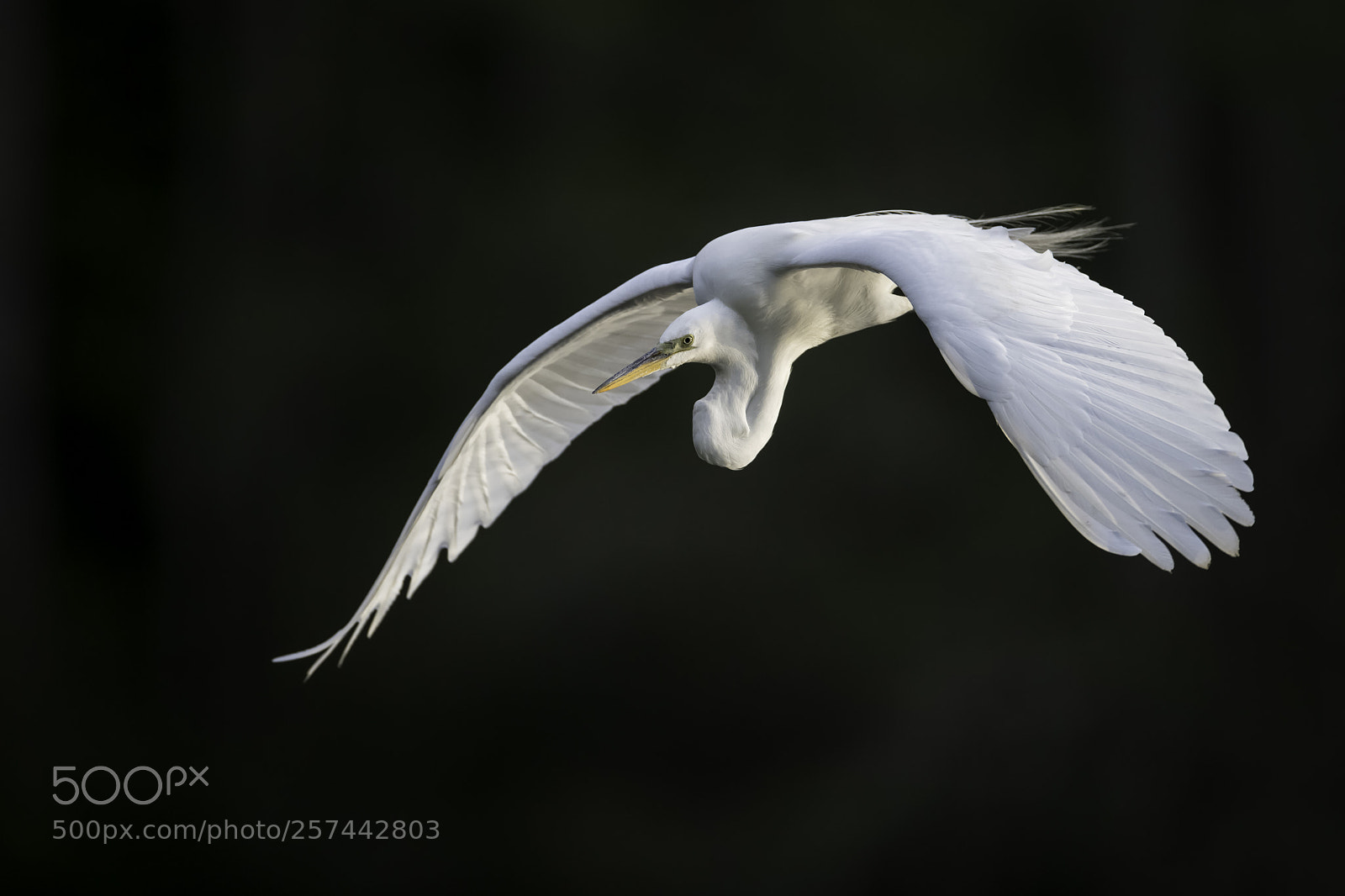 Nikon D850 sample photo. An egret in flight... photography