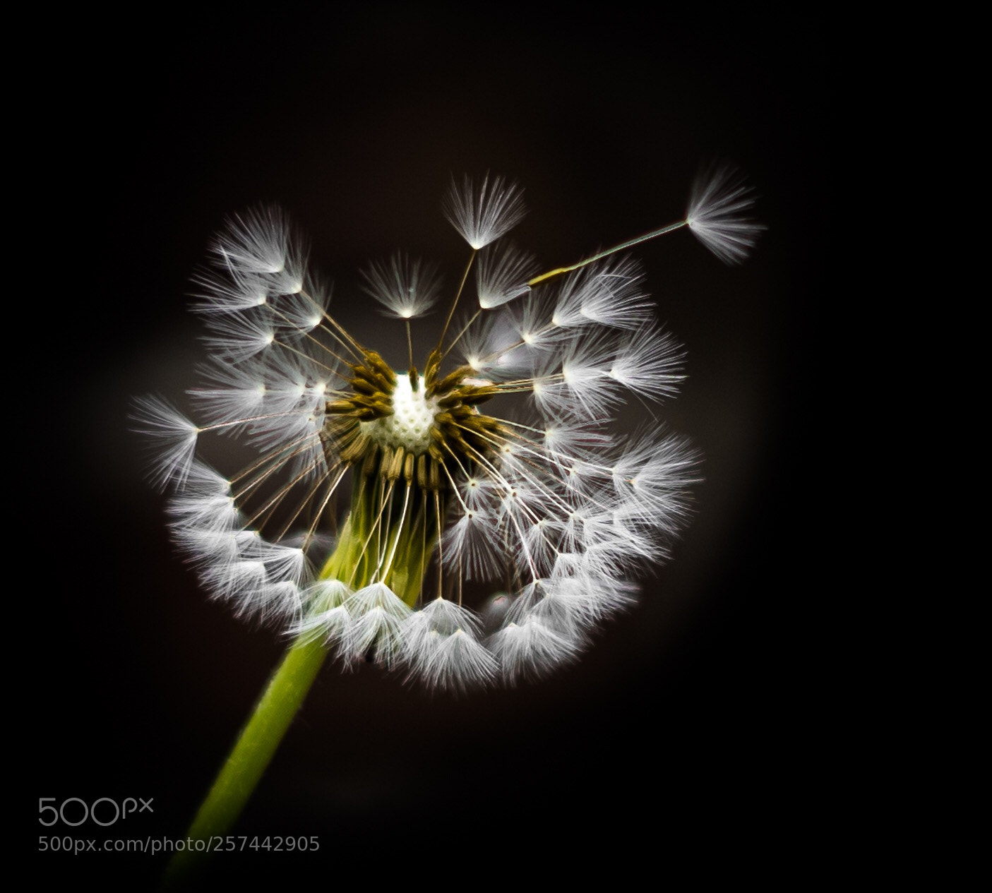 Sony a7 II sample photo. Dandelion photography